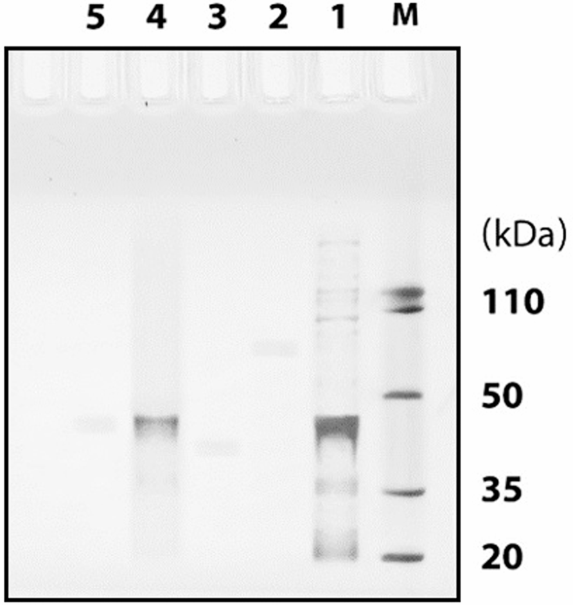 i am amazing white glutathione Expression and purification of NS1 protein for designing a lateral flow assay-based aptamer-antibody Size:250mL Static water Vogue Wellness Allure Plus