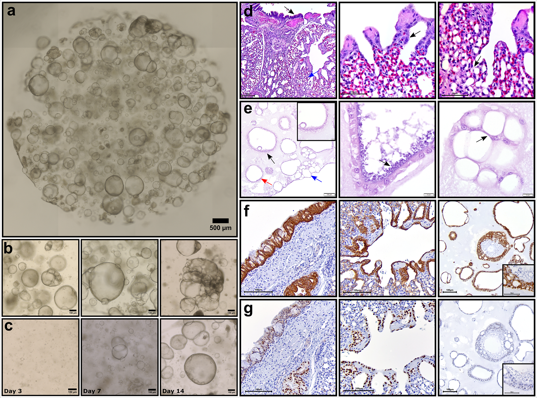 Development and characterization of chicken lung organoids for in 