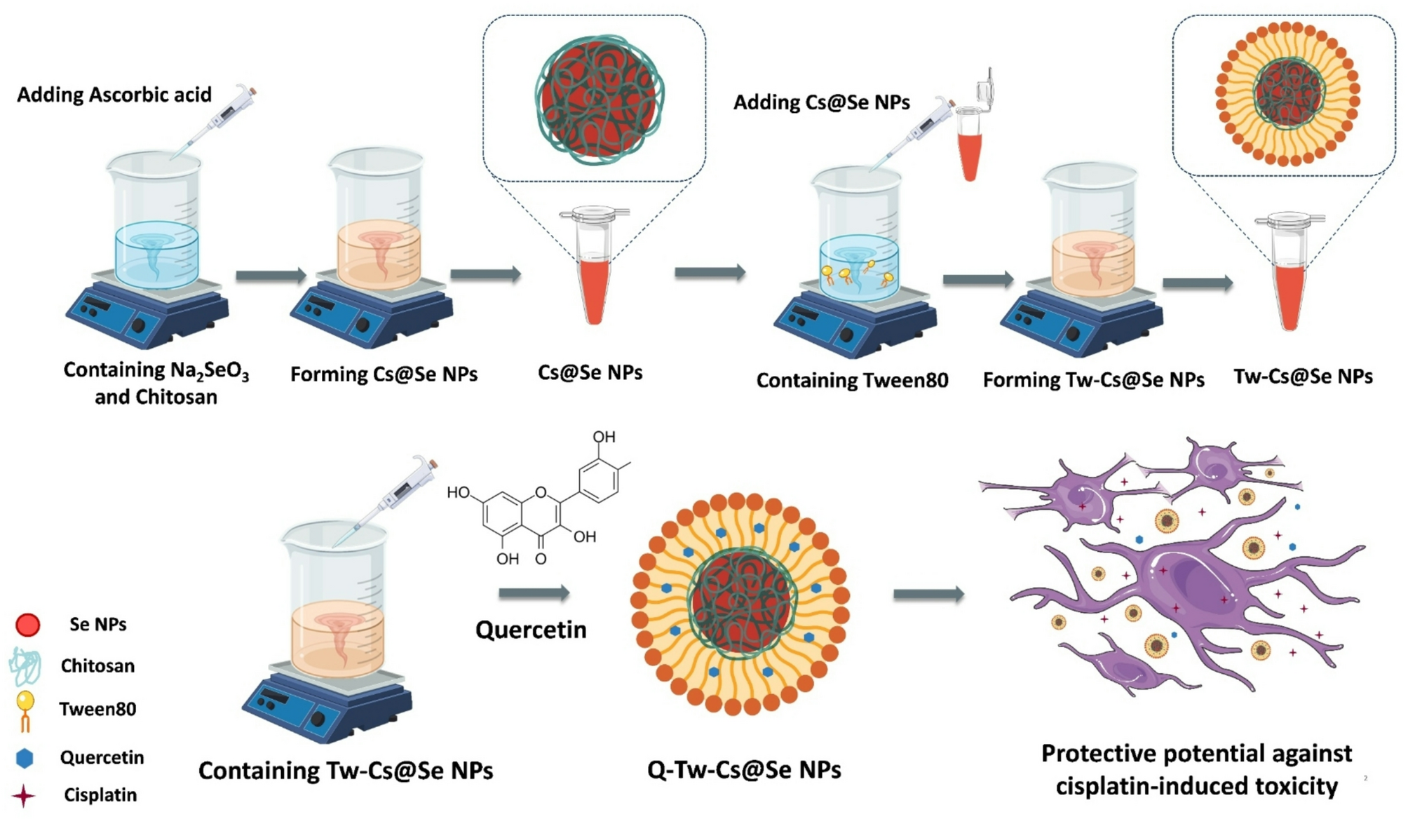 Protective potential of tween 80-functionalized chitosan-selenium nanoparticles containing quercetin against cisplatin neurotoxicity in PC12 cells: an in vitro and network pharmacology study