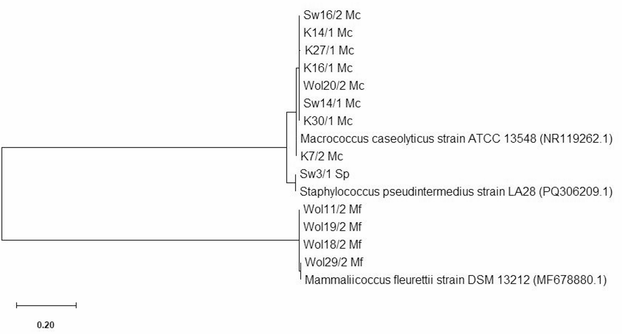 False positive results obtained with latex agglutination identification of  Staphylococcus aureus caused by Macrococcus caseolyticus and Mammaliicoccus  fleurettii | Scientific Reports