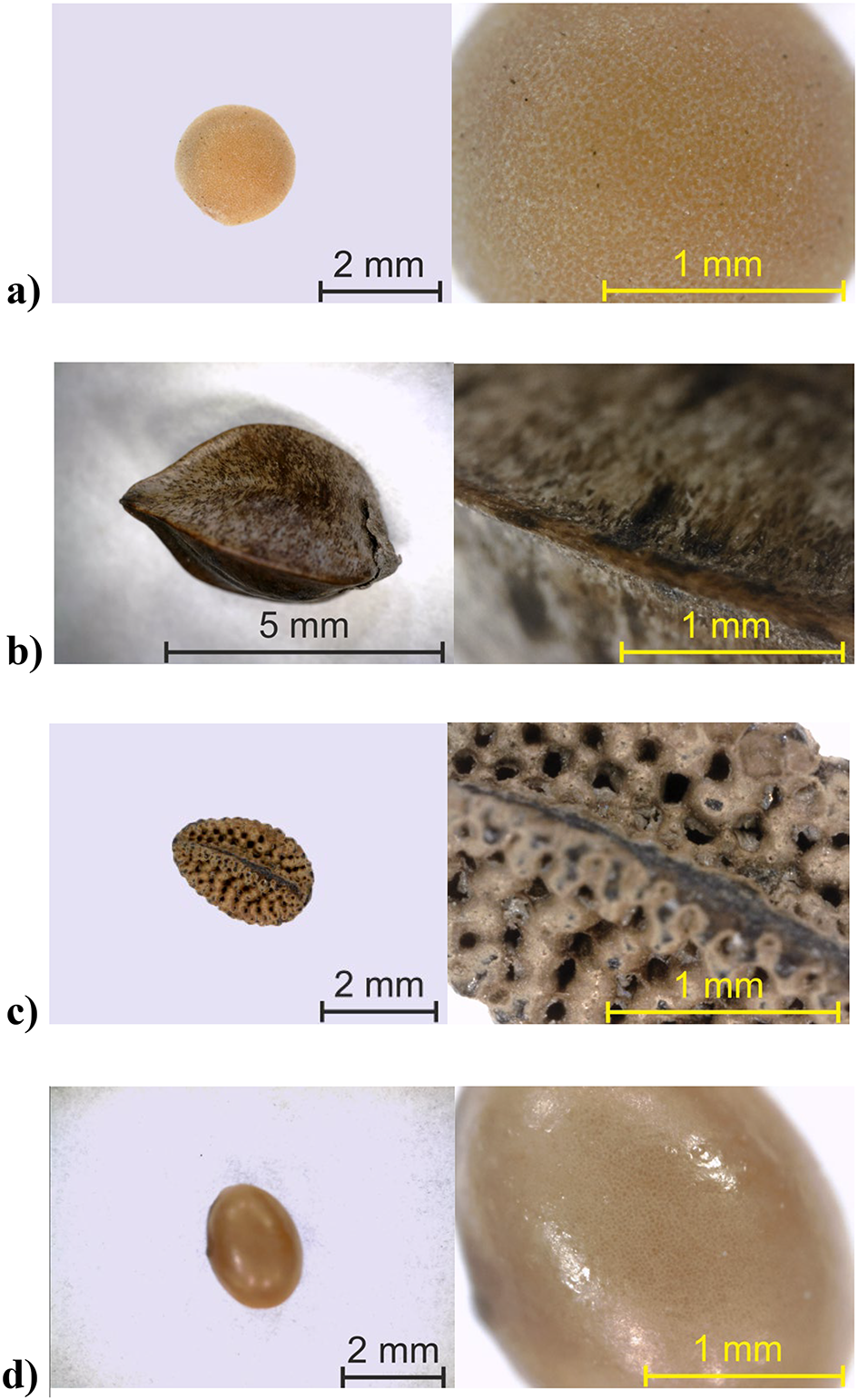 Effect of moisture content variation on dielectric properties of seeds of  multipurpose species in 20 MHz-3 GHz frequency range | Scientific Reports