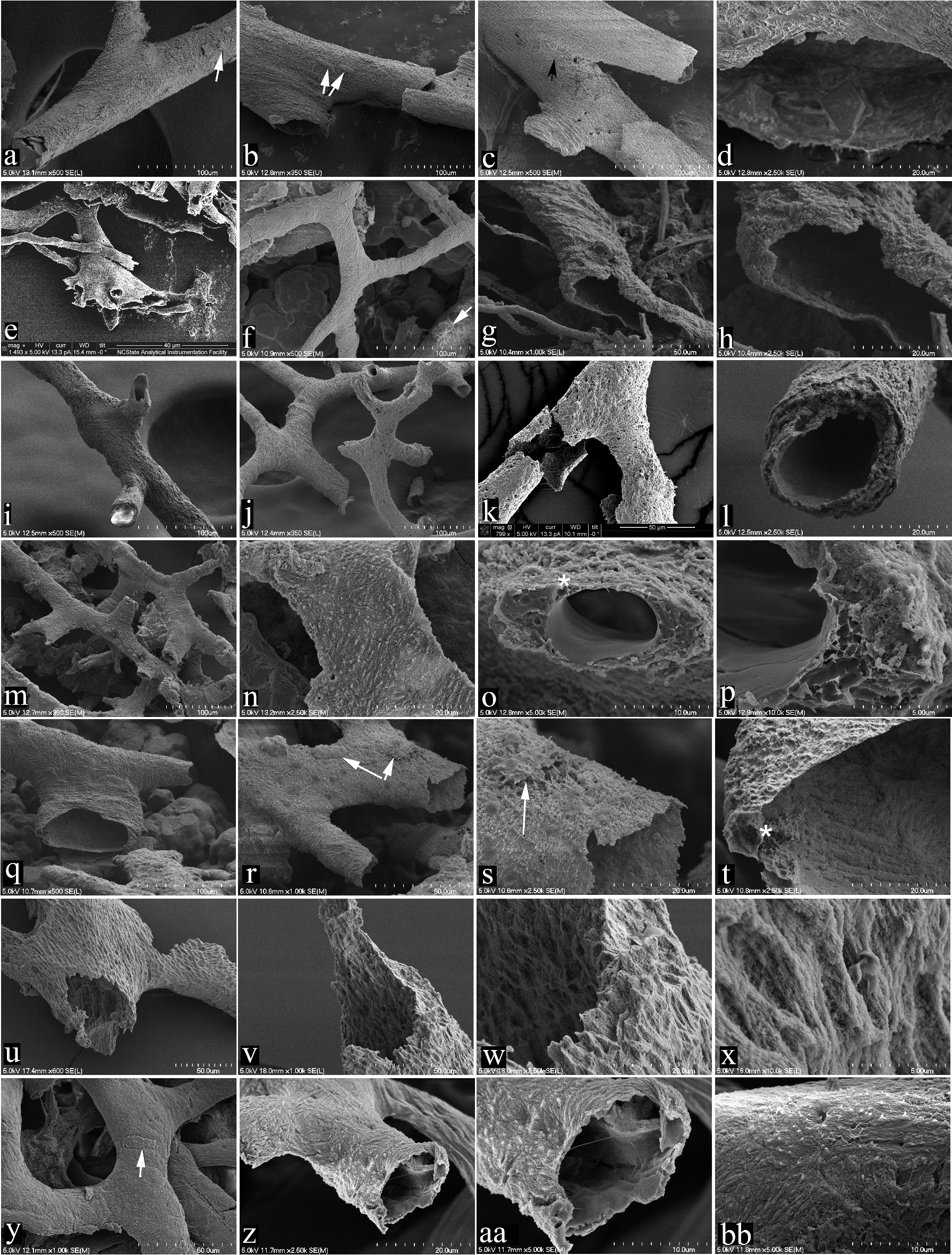 恐竜の化石における軟組織保存の新たな発見 (Age, Burial Environment Don’t Hinder Soft Tissue Preservation in Dinosaurs)