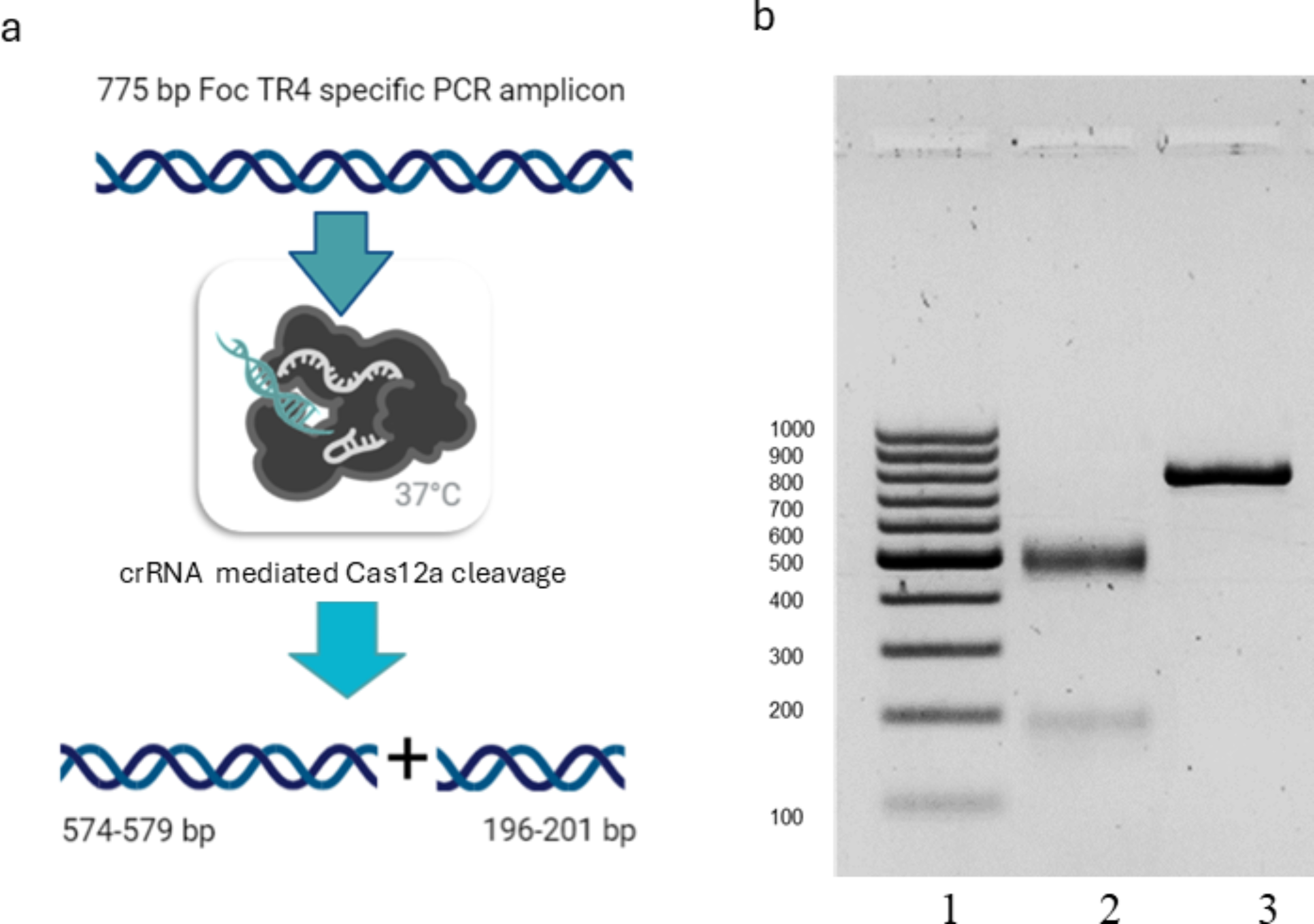 A combined recombinase polymerase amplification CRISPR/Cas12a assay for  detection of Fusarium oxysporum f. sp. cubense tropical race 4 | Scientific  Reports