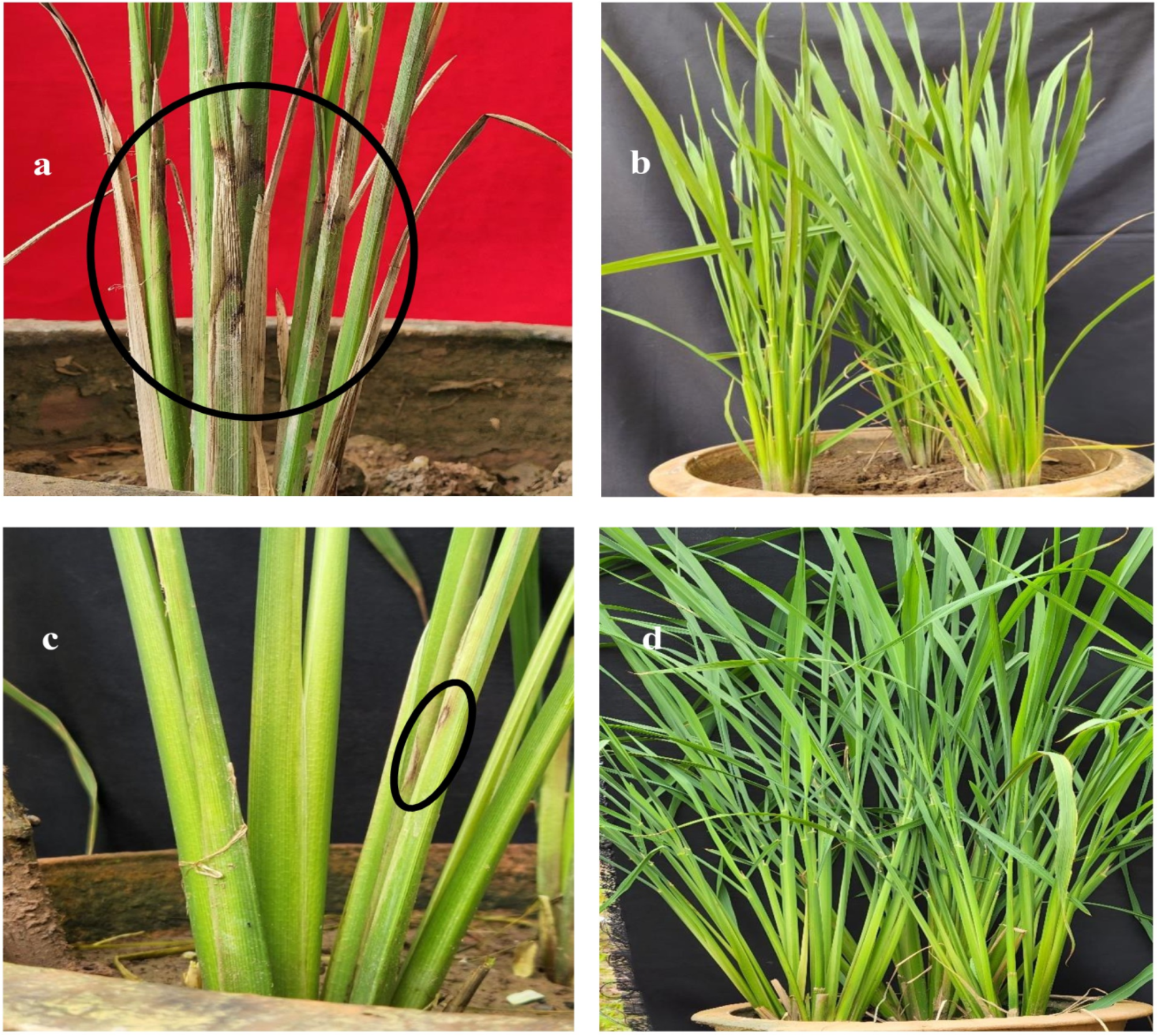 Quantitative proteomic analysis deciphers mechanisms of sheath blight  resistance in novel rice landrace against Rhizoctonia solani | Scientific  Reports
