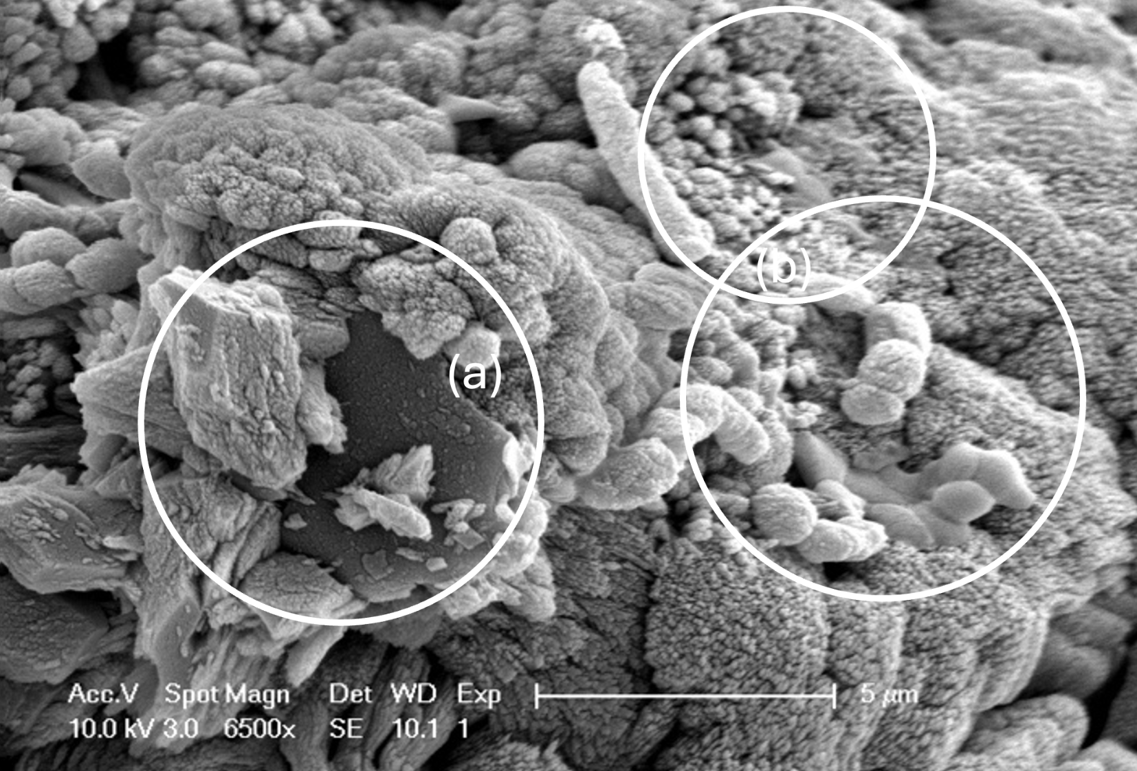 環境由来の微生物株を用いたバイオセメントの生産 (Exploring the use of environmental strains for biocement production)
