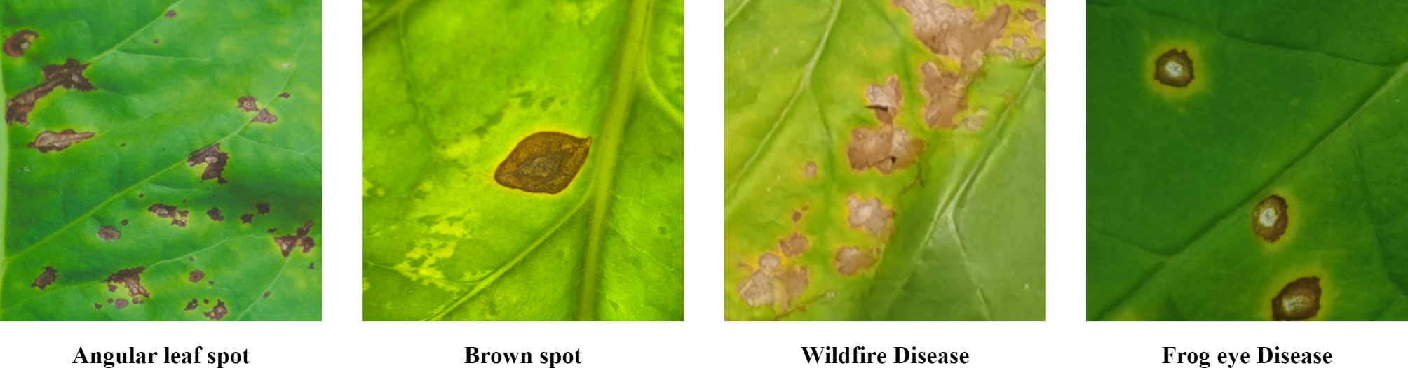 MD-Unet for tobacco leaf disease spot segmentation based on multi-scale  residual dilated convolutions