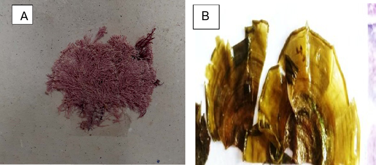 Therapeutic anti-inflammatory immune potentials of some seaweeds extracts  on chemically induced liver injury in mice | Scientific Reports