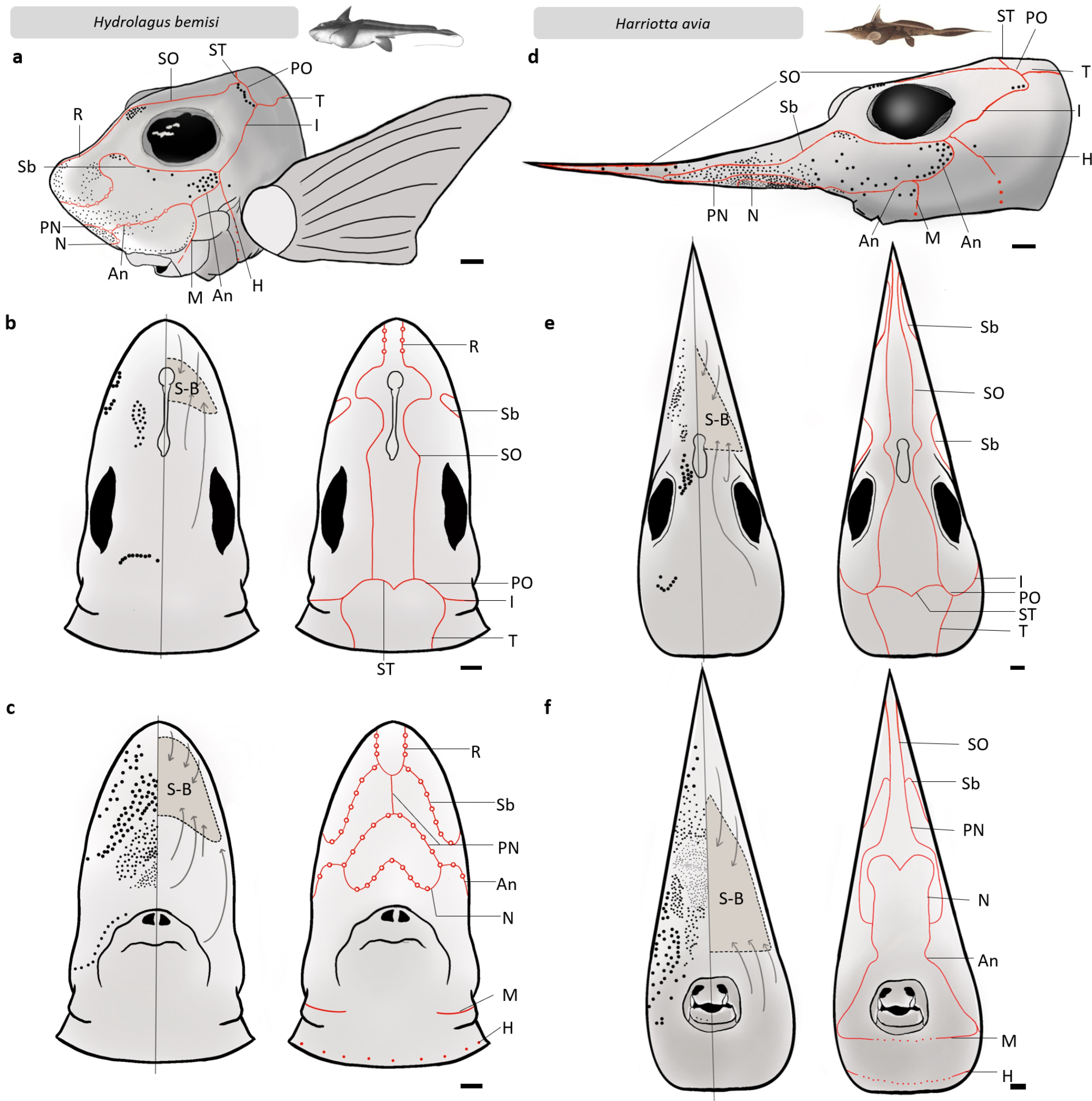 The lateral line and electrosensory systems of two holocephalans 