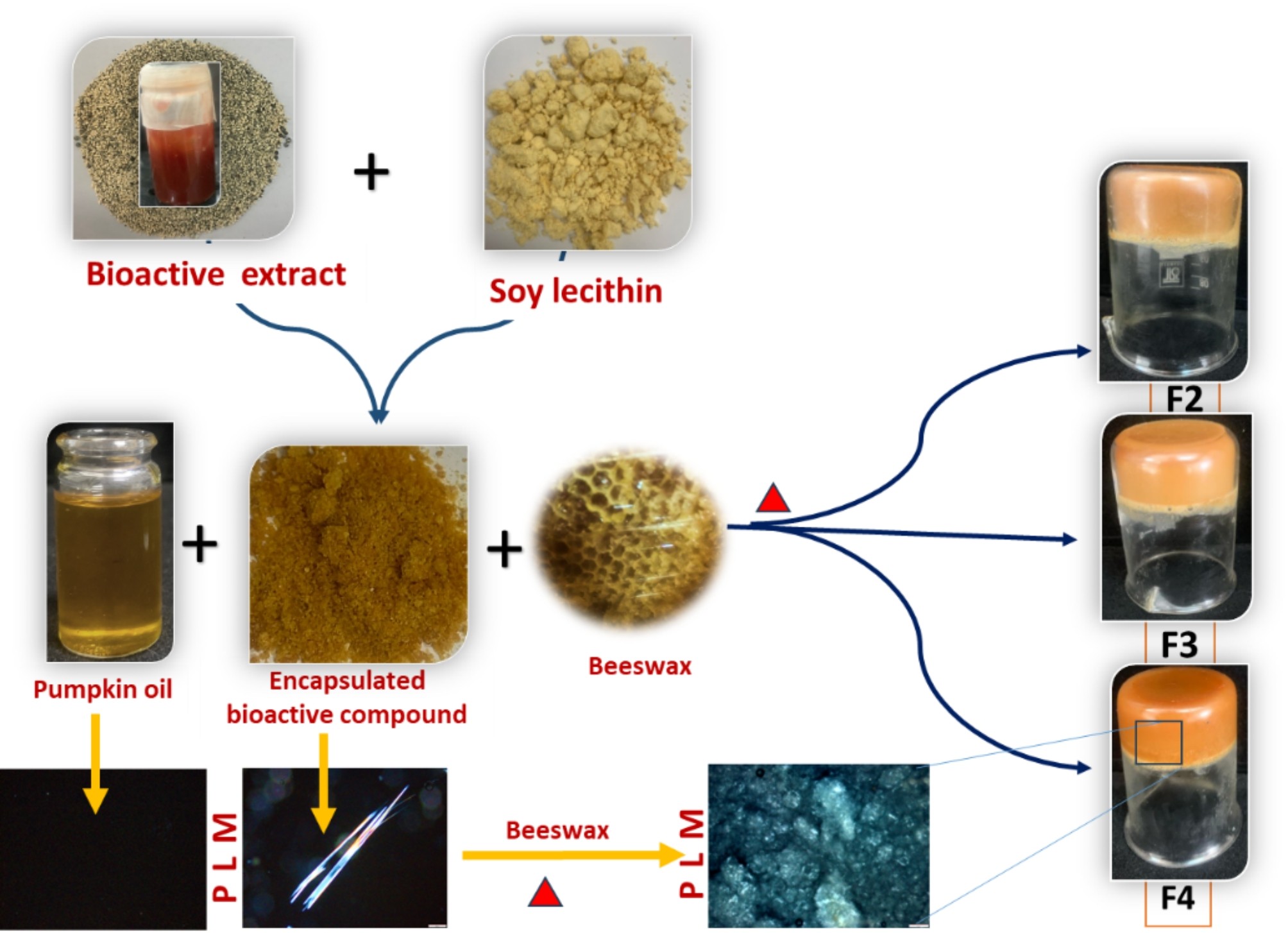 Anti-colorectal cancer activity of constructed oleogels based on  encapsulated bioactive canola extract in lecithin for edible semisolid  applications | Scientific Reports