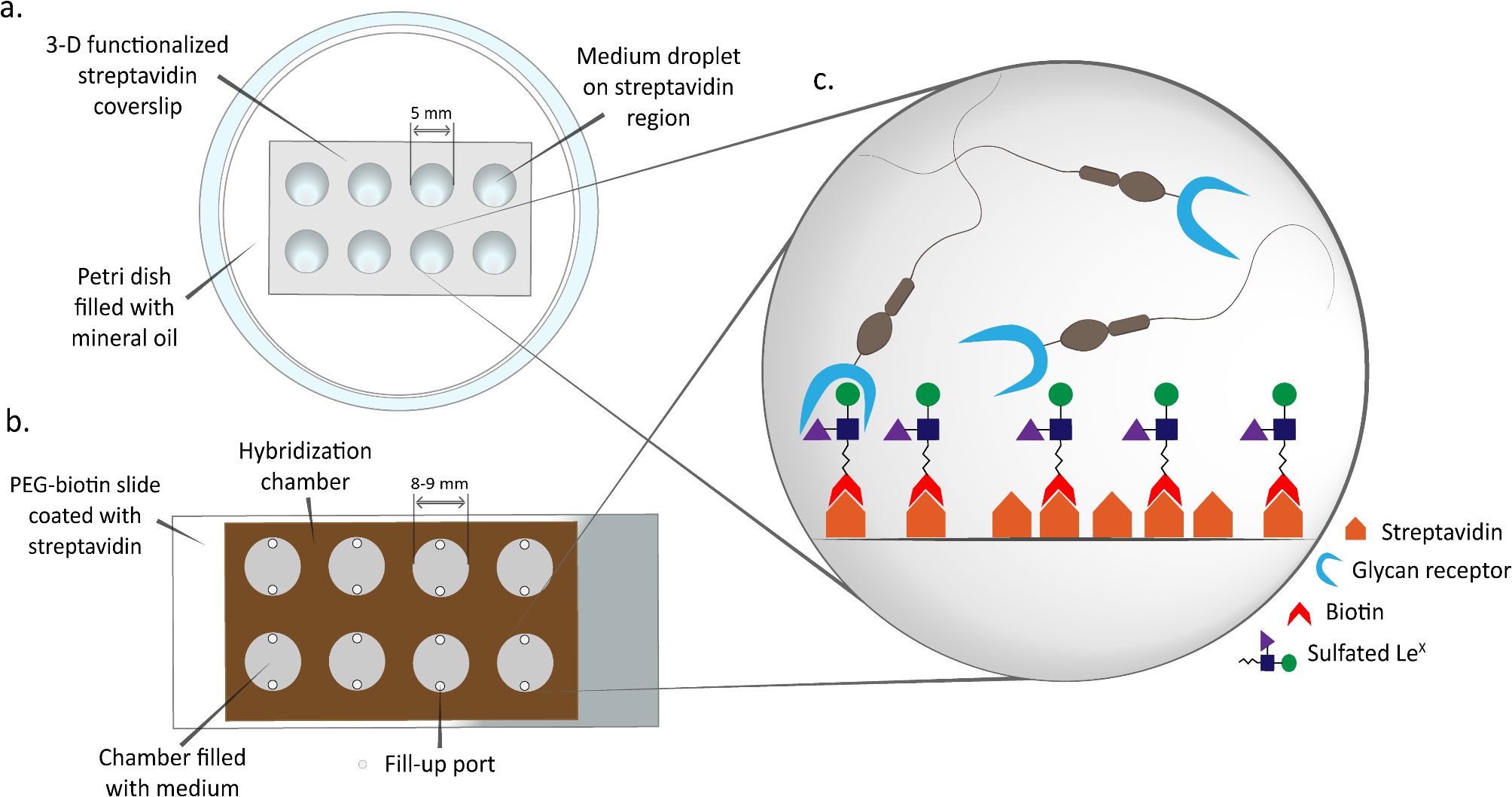 新たな体外受精法:卵管環境を模倣し精子の生存性を向上(New IVF method mimics fallopian tube environment, increasing sperm viability)