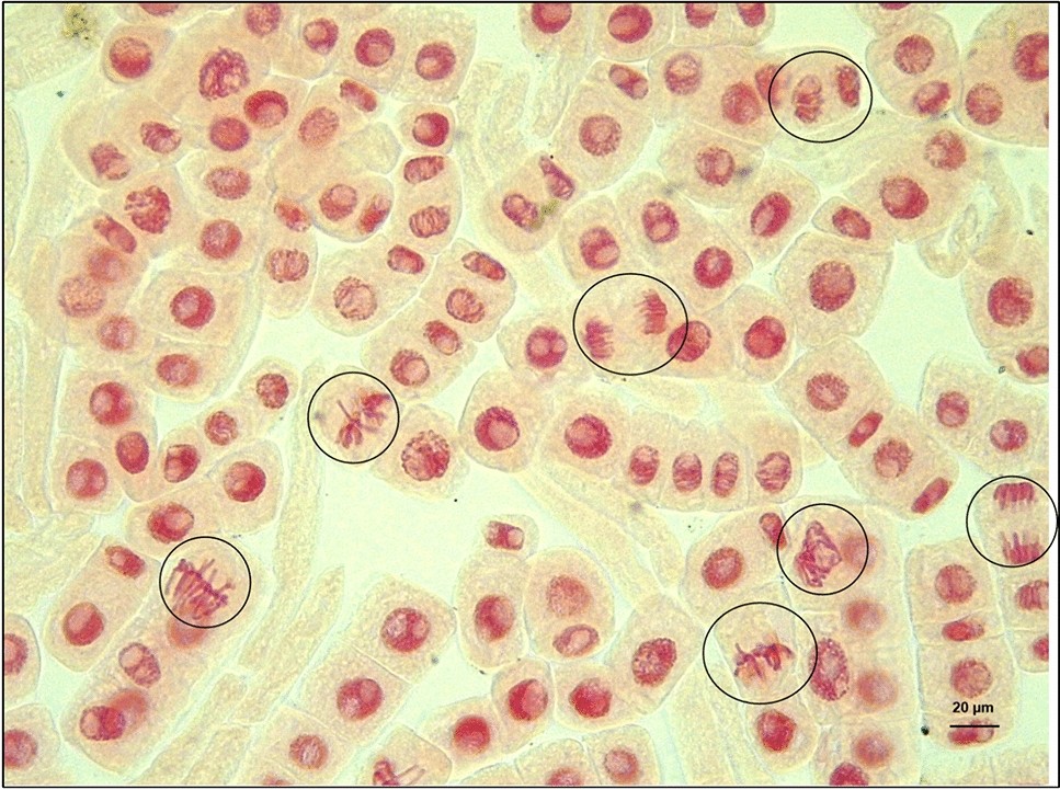 Fig. 15