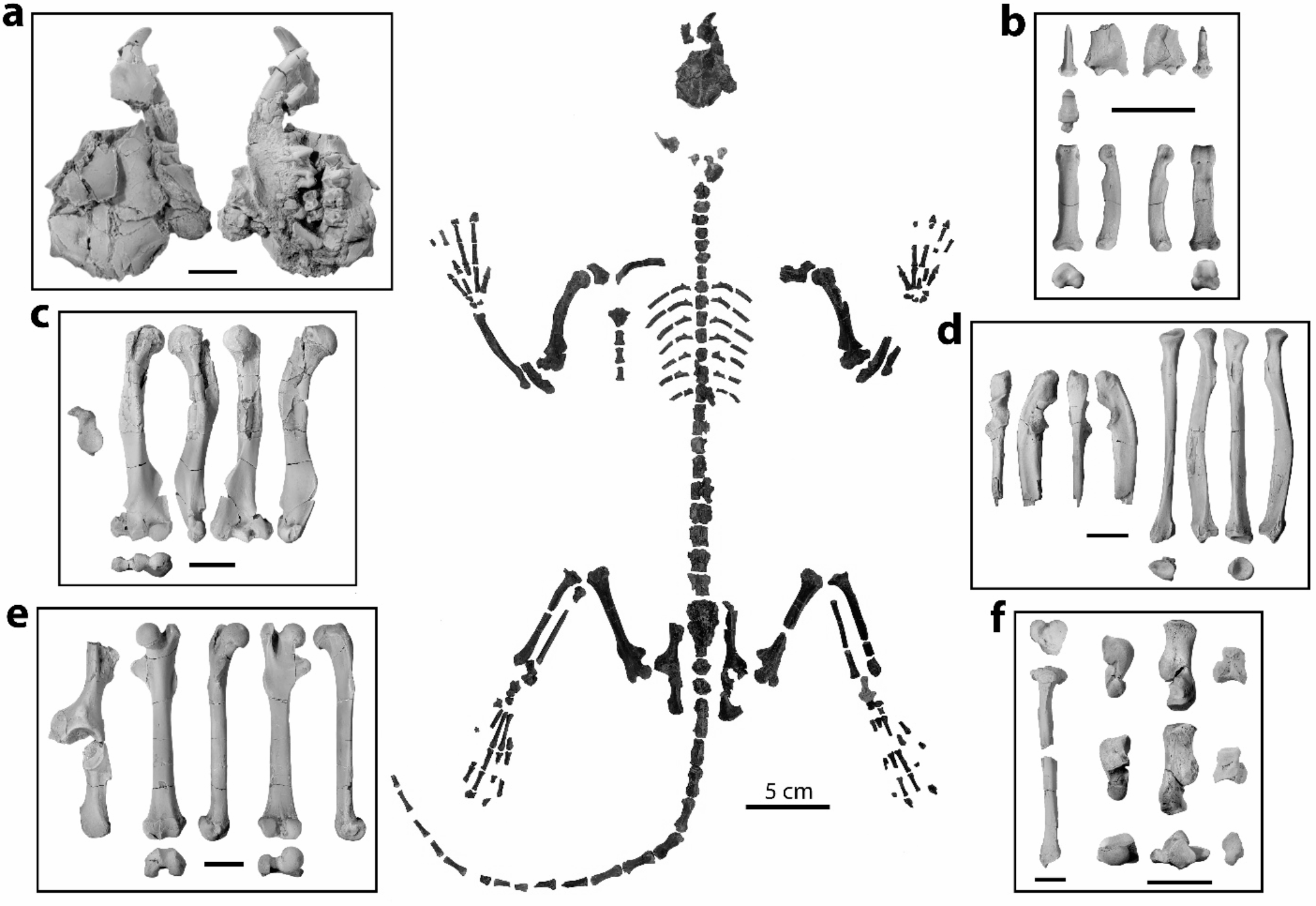 6200万年前の哺乳類の骨格が進化の謎を解明(A 62-million-year-old skeleton sheds light on an enigmatic mammal)