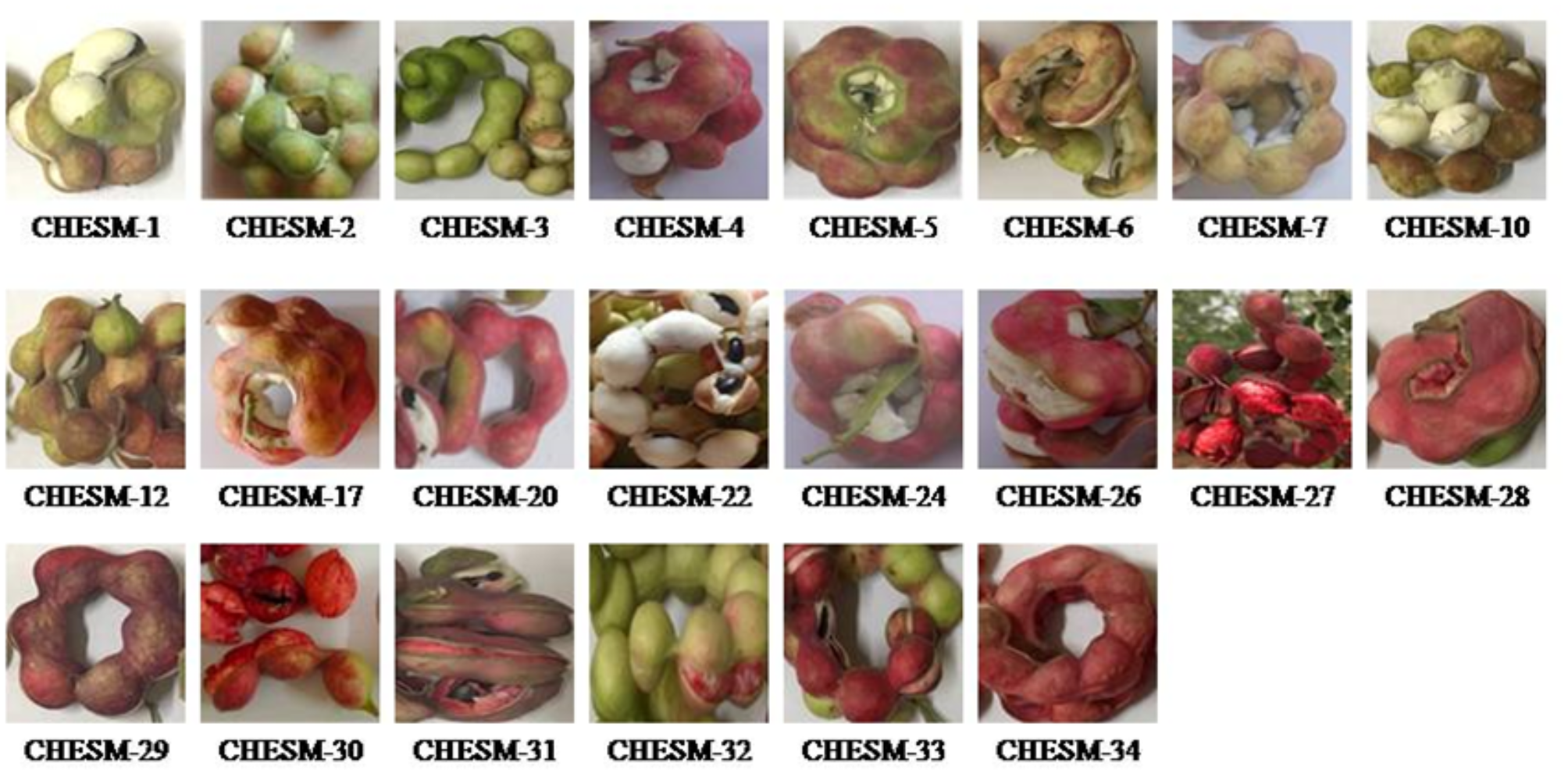 Comparative evaluation of red and white aril genotypes of Manila tamarind  for fruit physicochemical and bioactive attributes | Scientific Reports, image size:2008x990
