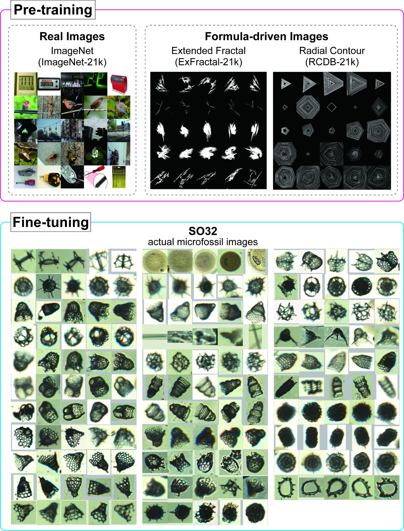 AI研究の最新知見、ミクロな化石の鑑定で成果～放散虫微化石の画像分類モデルを高精度化～