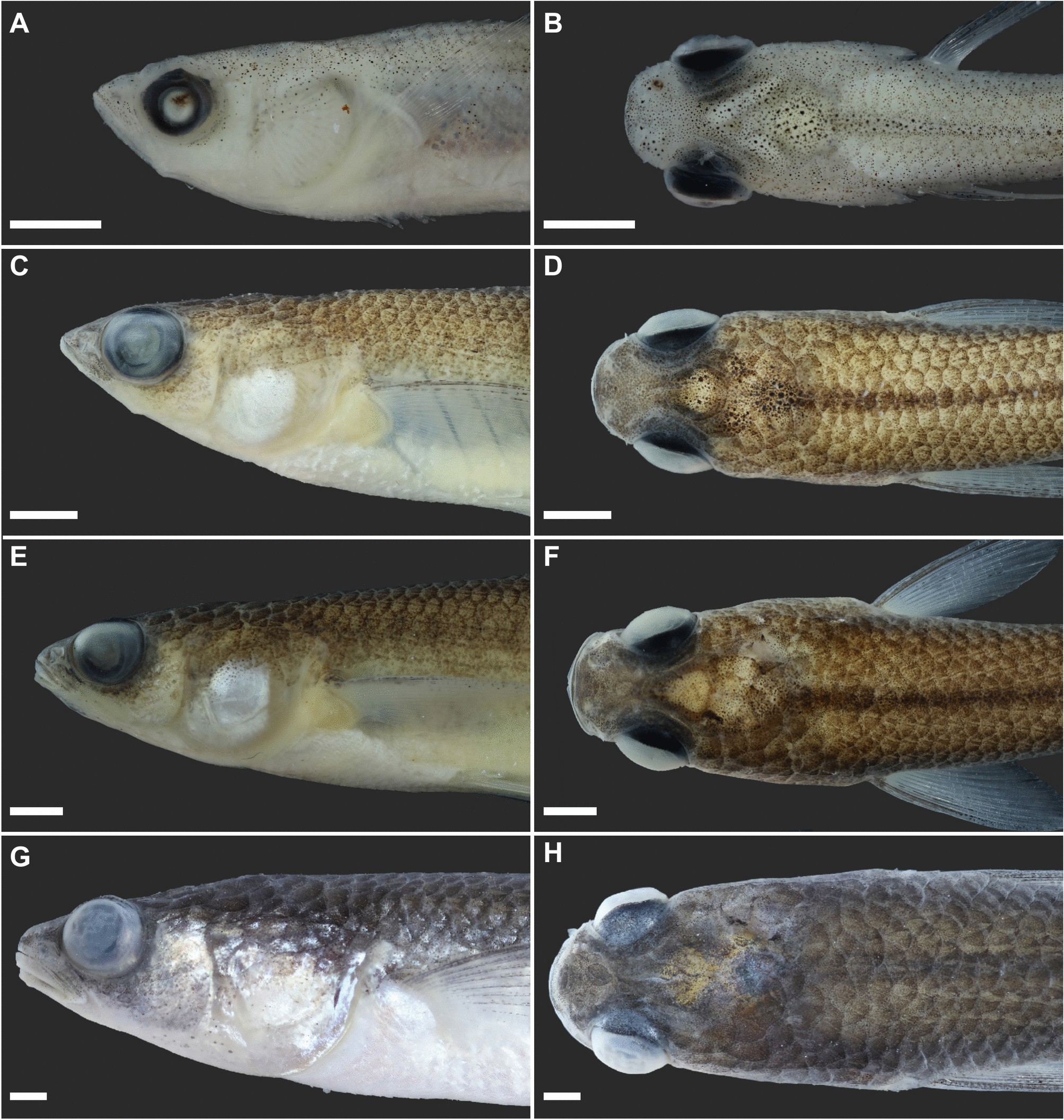 Male Eclipse Catfish Care Sun Catfish The Trop Company, image size:2006x2111