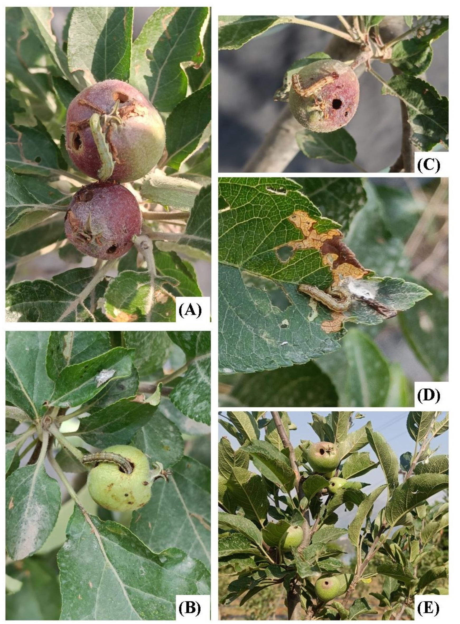 Host range expansion of Helicoverpa armigera to apple orchards in the  Himalayan region | Scientific Reports