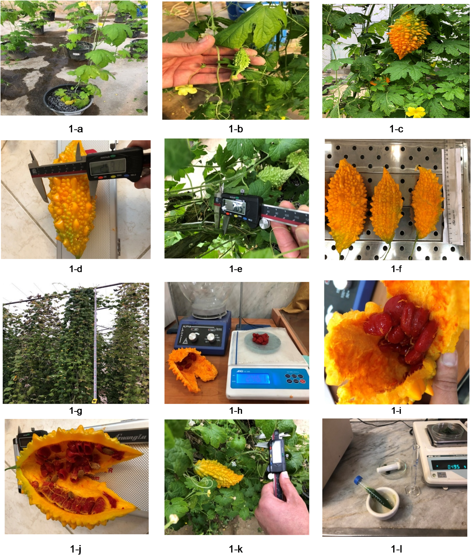 Green Leafy Nutsol / Nutrients Solution For Hydroponics & Potted Plants