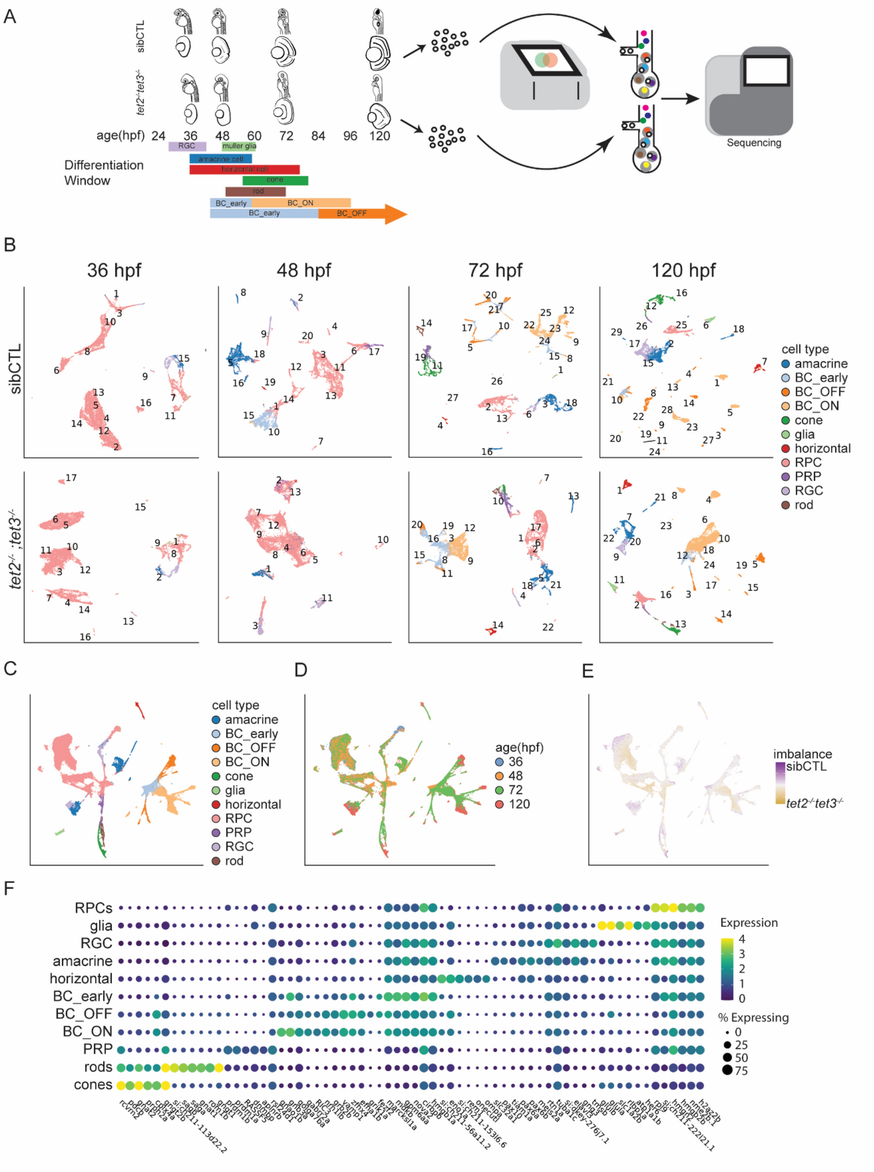 tet2 and tet3 regulate cell fate specification and differentiation events  during retinal development | Scientific Reports