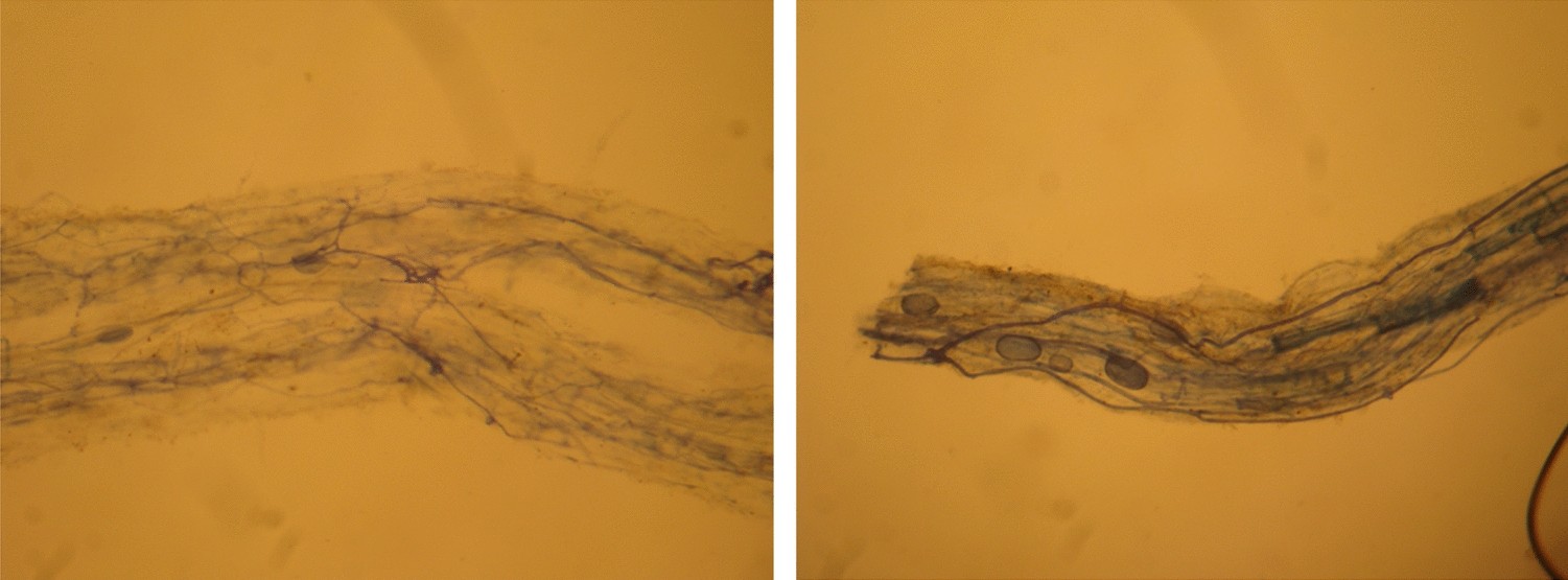 Peter dorman physio (93) 사진