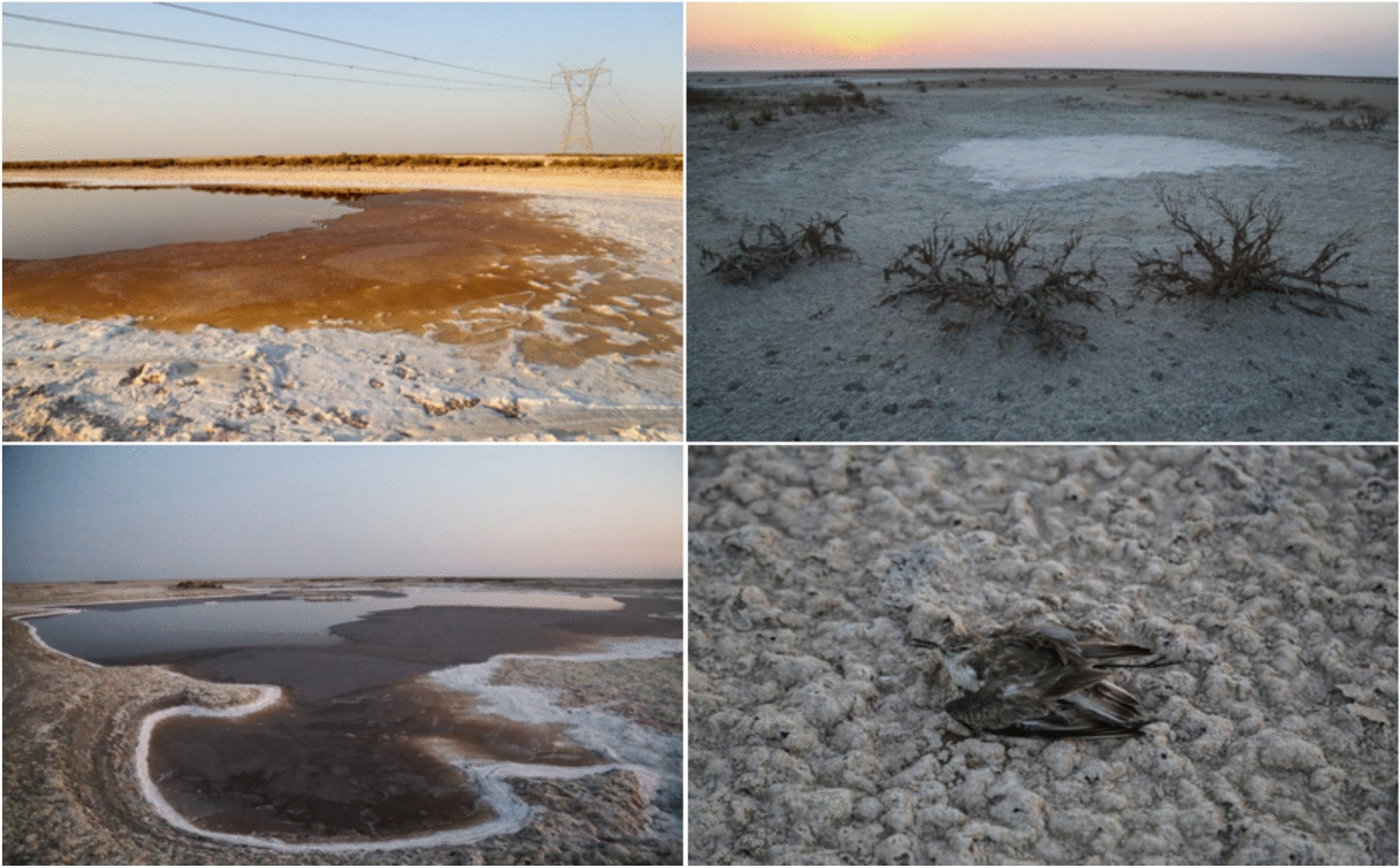 Wetland shrinking and dust pollution in Khuzestan Iran: insights from  sentinel-5 and MODIS satellites | Scientific Reports