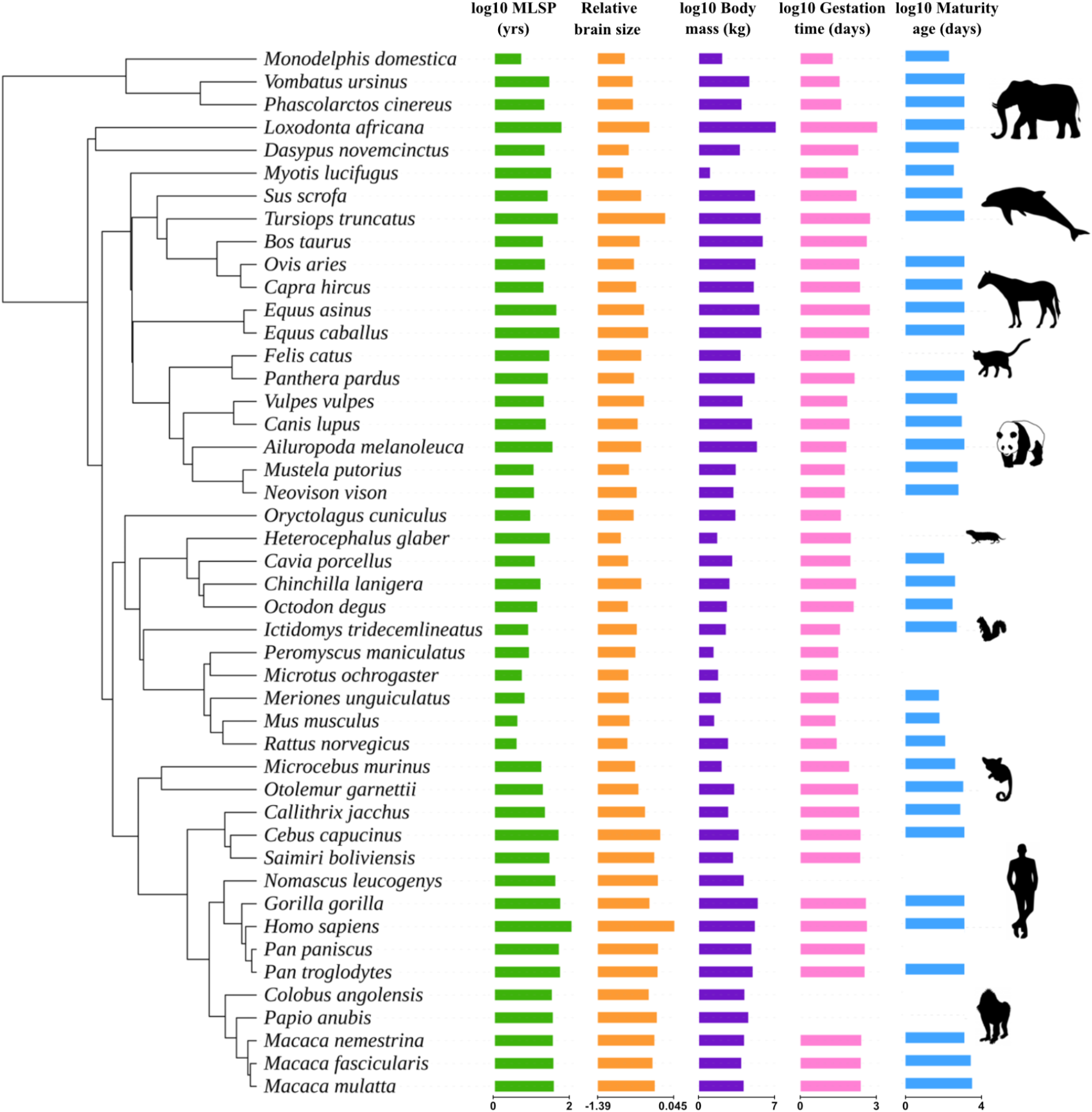 哺乳類の寿命と脳の大きさおよび免疫機能の関係を解明(Mammals’ lifespans linked to brain size and immune system function, says new study) 哺乳類の寿命と脳の大きさおよび免疫機能の関係を解明(Mammals’ lifespans linked to brain size and immune system function, says new study)