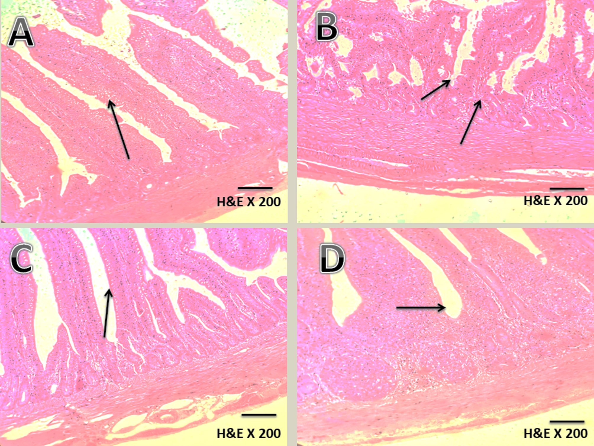 Probiotic Enterococcus faecium (M74) as an alternative to antibiotics for  controlling necrotic enteritis in broiler chickens | Scientific Reports