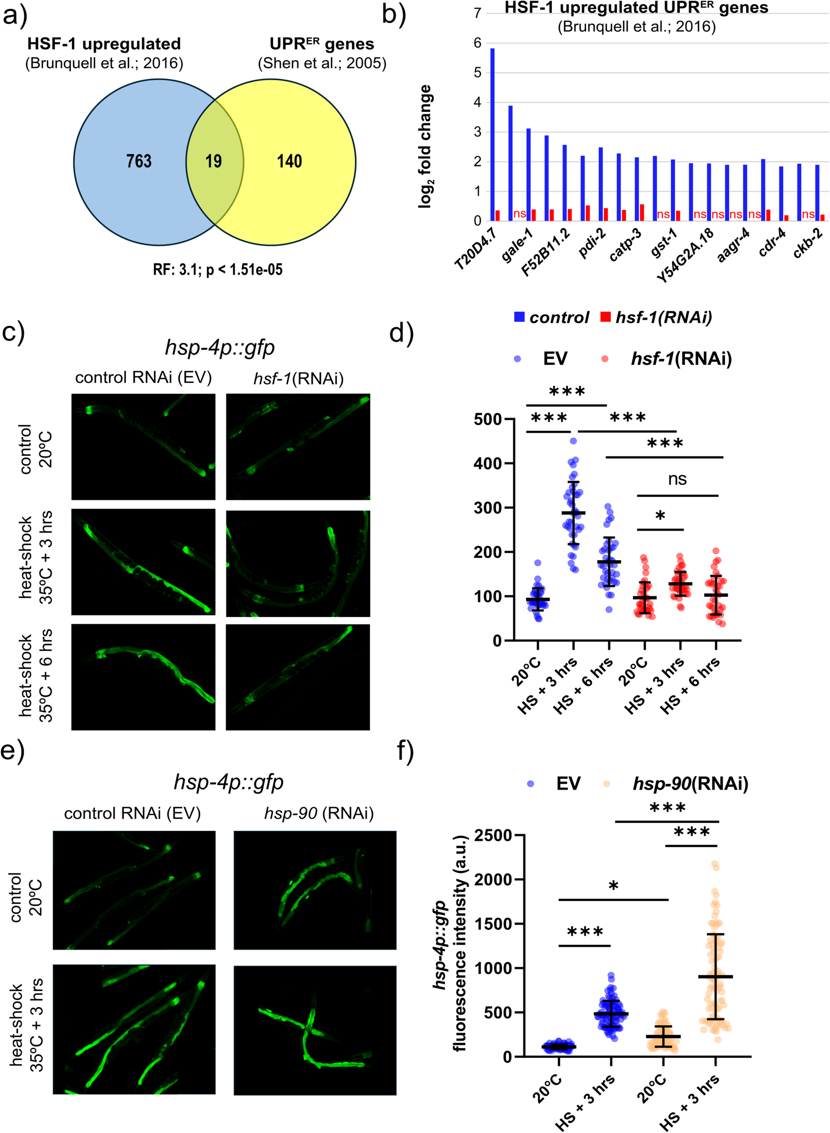 heat shock lipid c elegans Heat shock factor-1 alleviates ER-stress in Caenorhabditis elegans