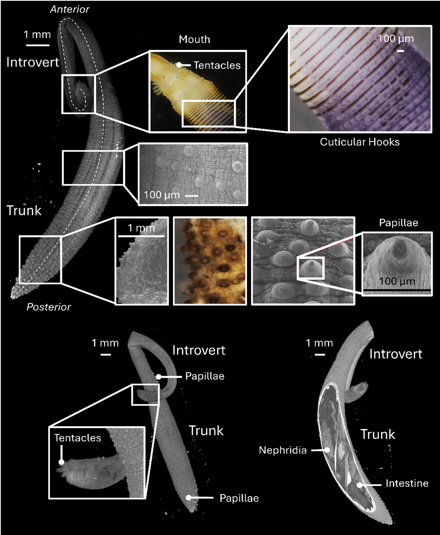 Unsegmented marine annelids as biomechanical models for soft 