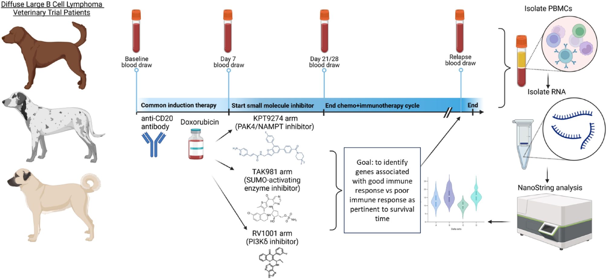 簡単な血液検査でリンパ腫治療への反応を予測できる可能性（Simple Blood Tests May Predict Response to Lymphoma Treatment）