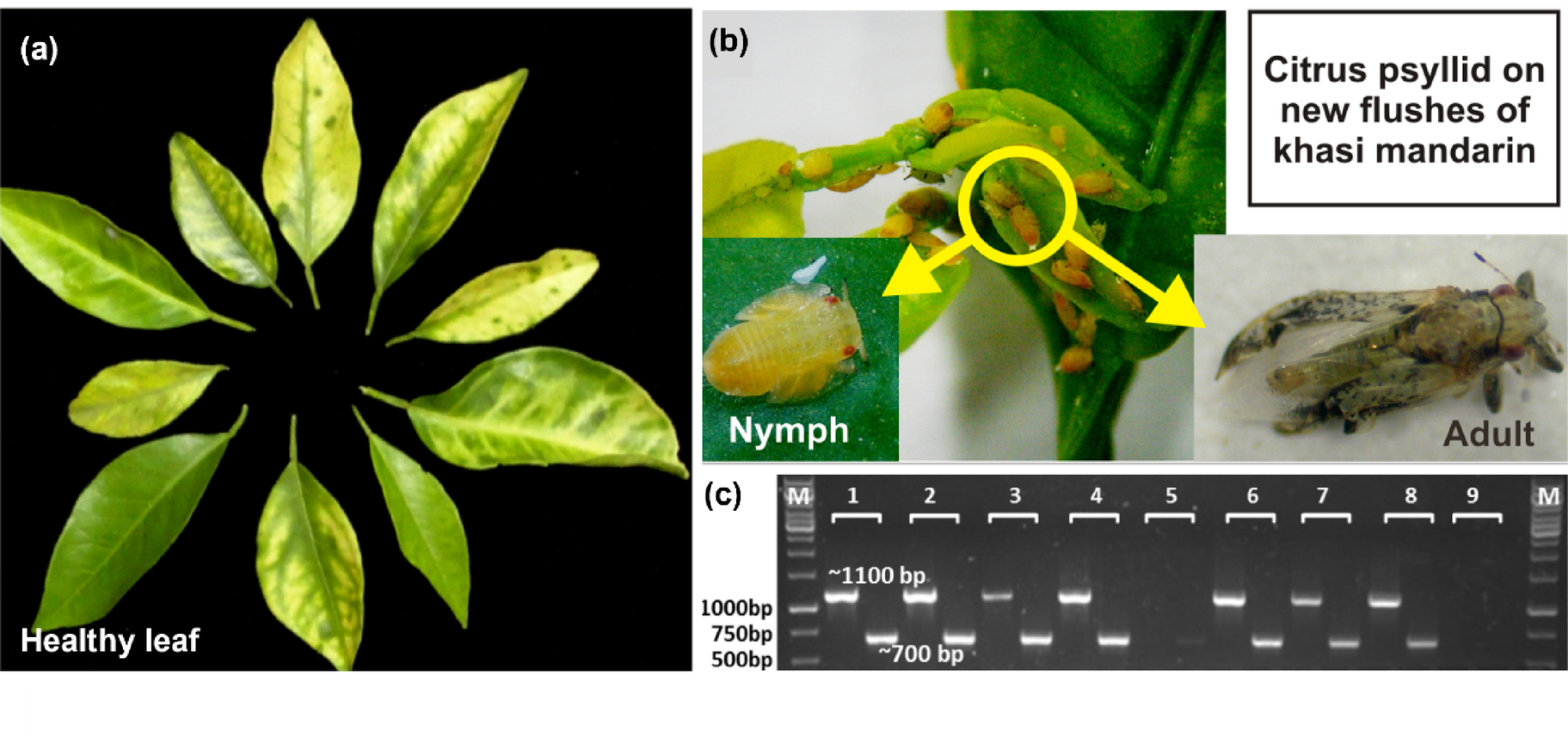 kb glutathione with rosehips review Differential responses of Citrus species to Huanglongbing infection for physiological, biochemical, nutritional, bio-stress enzymes, and molecular markers كريم يعالج خشونة البشرة