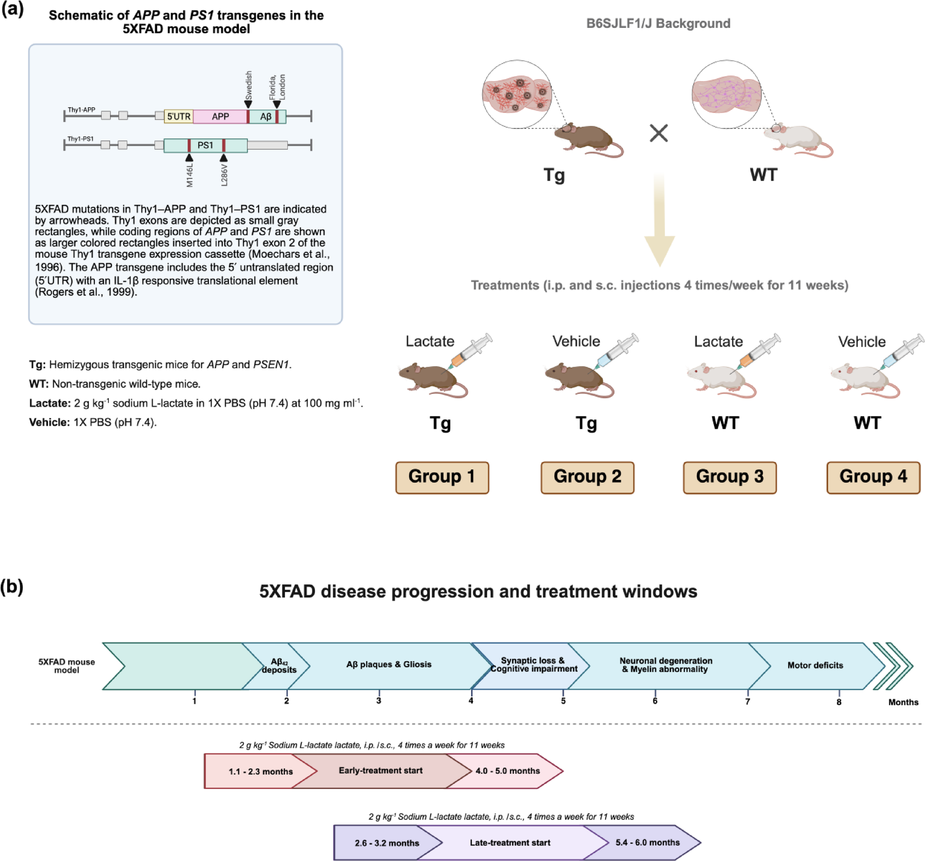 Lactate treatment improves brain biochemistry and cognitive function in transgenic Alzheimer's and wild-type mice