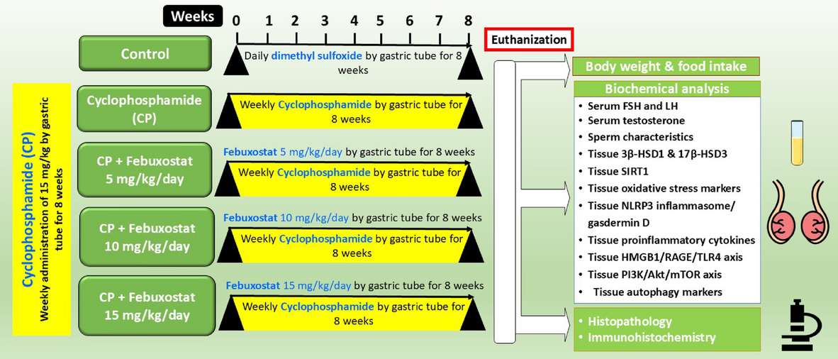 daily glutathione intake Febuxostat alleviates testicular dysfunction induced by cyclophosphamide in  rats via modulation of pyroptosis and mTOR autophagy axis
