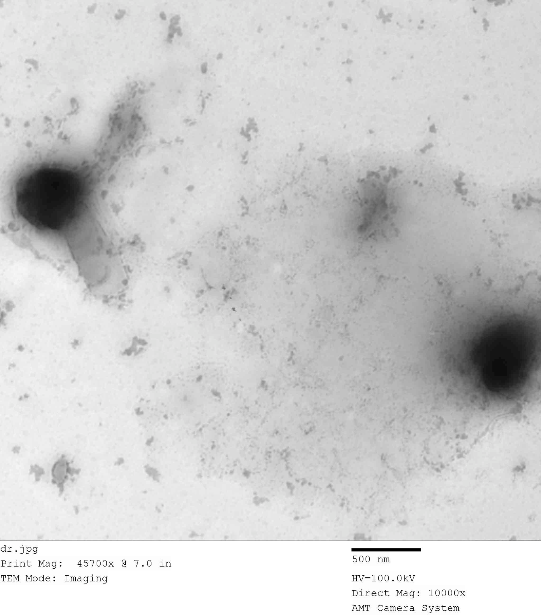 l-carnitine sperm morphology Niosomal l-carnitine and quercetin improve sperm quality and testicular function in atrazine-induced reproductive toxicity in rats