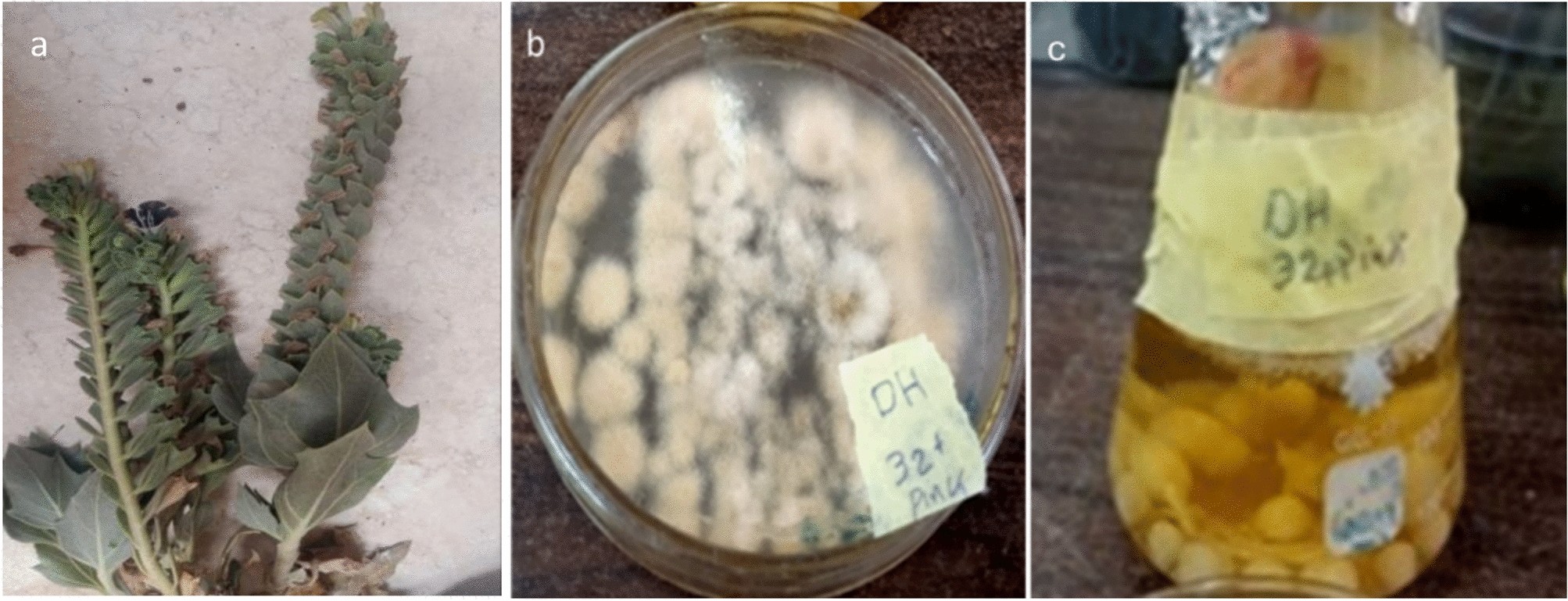 10 mm reduced glutathione recipe N-Acetyl Cysteine (NAC) is a powerful antioxidant that supports the body's natural detoxification and anti-inflammatory pathways. It works primarily by increasing glutathione, one of the body's most important protective molecules against oxidative Bioactive metabolites from endophytic Fusarium