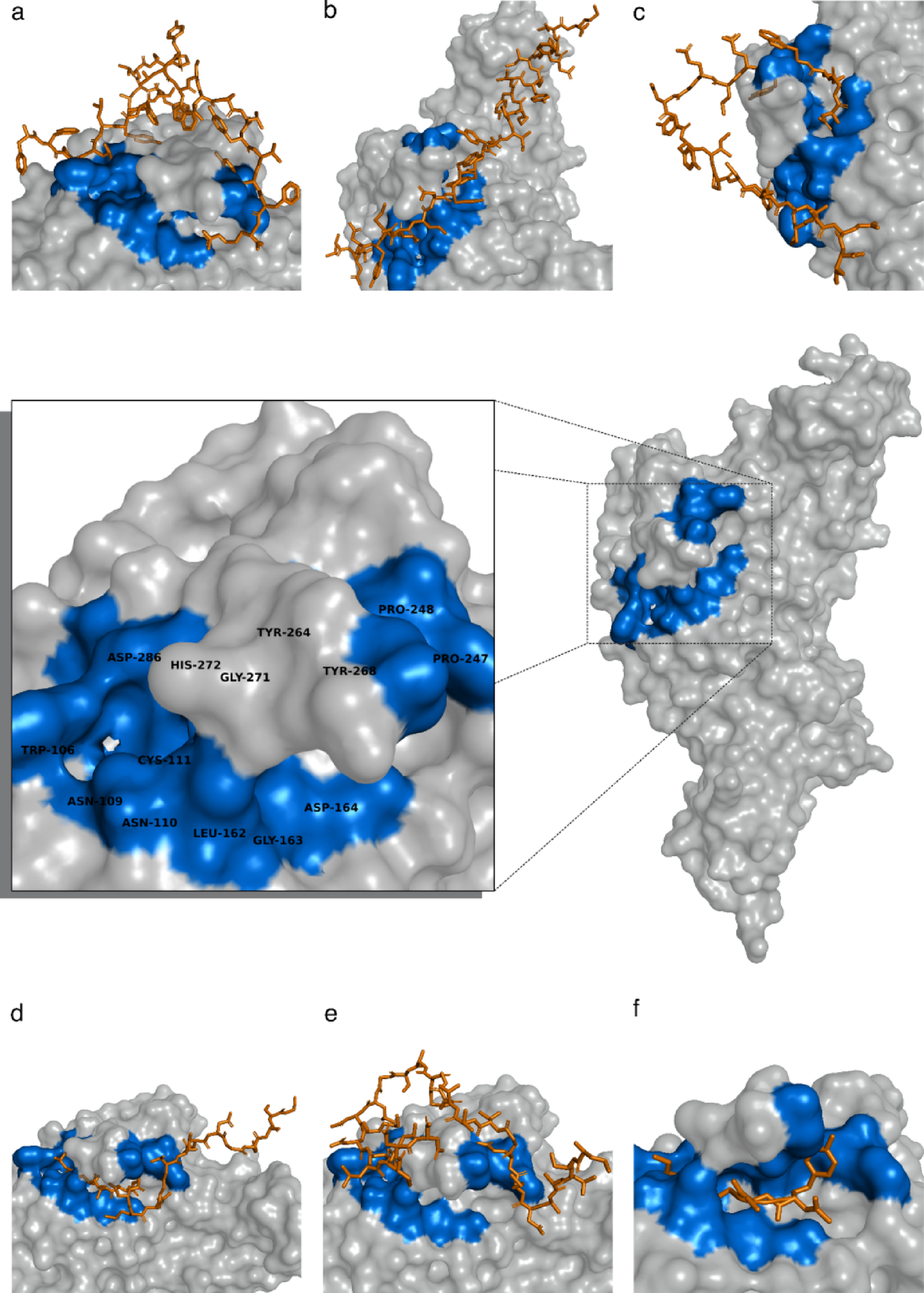 Antimicrobial peptides as computational candidates for SARS-CoV-2 papain-like protease inhibition