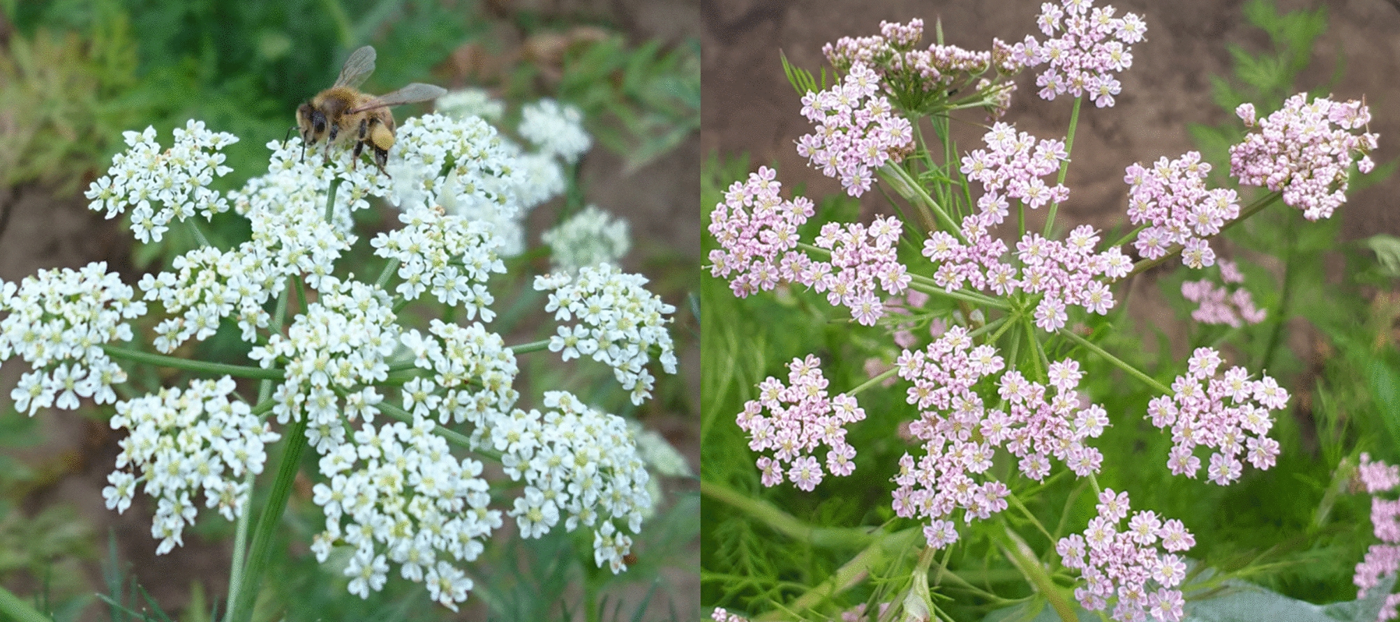 Dissecting flowering time and flower color in Carum carvi utilizing a long-read draft genome and a GBS-based QTL mapping Dissecting flowering time and flower color in Carum carvi utilizing a long-read draft genome and a GBS-based QTL mapping