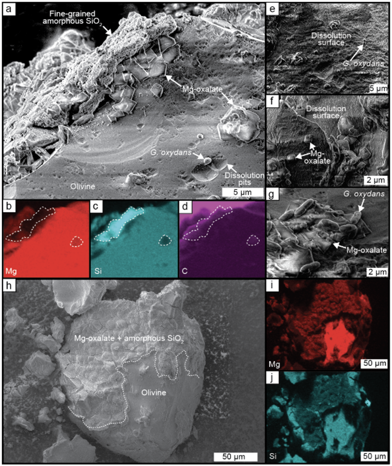 Photograph accompanying Cornell's engineered bacterium strips 75% of the magnesium out of olivine in 15 days