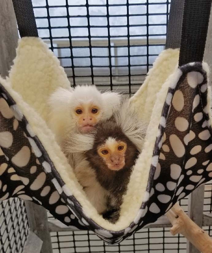 Marmoset colony set to grow in Texas | Lab Animal