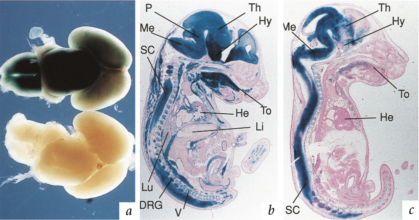 Know Your Model When Parental Origin Matters Lab Animal