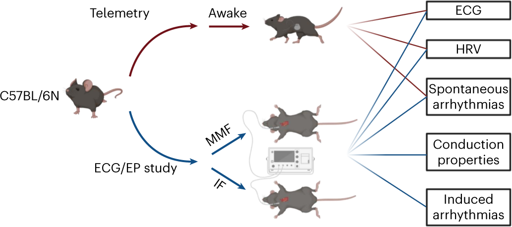 Medetomidine/midazolam/fentanyl narcosis alters cardiac autonomic tone  leading to conduction disorders and arrhythmias in mice | Lab Animal