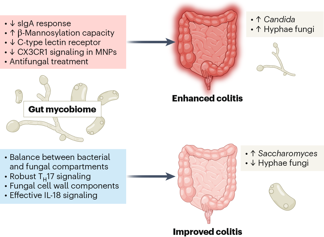 Fig. 1: Overview of the impact of the gut mycobiome on colonic health.