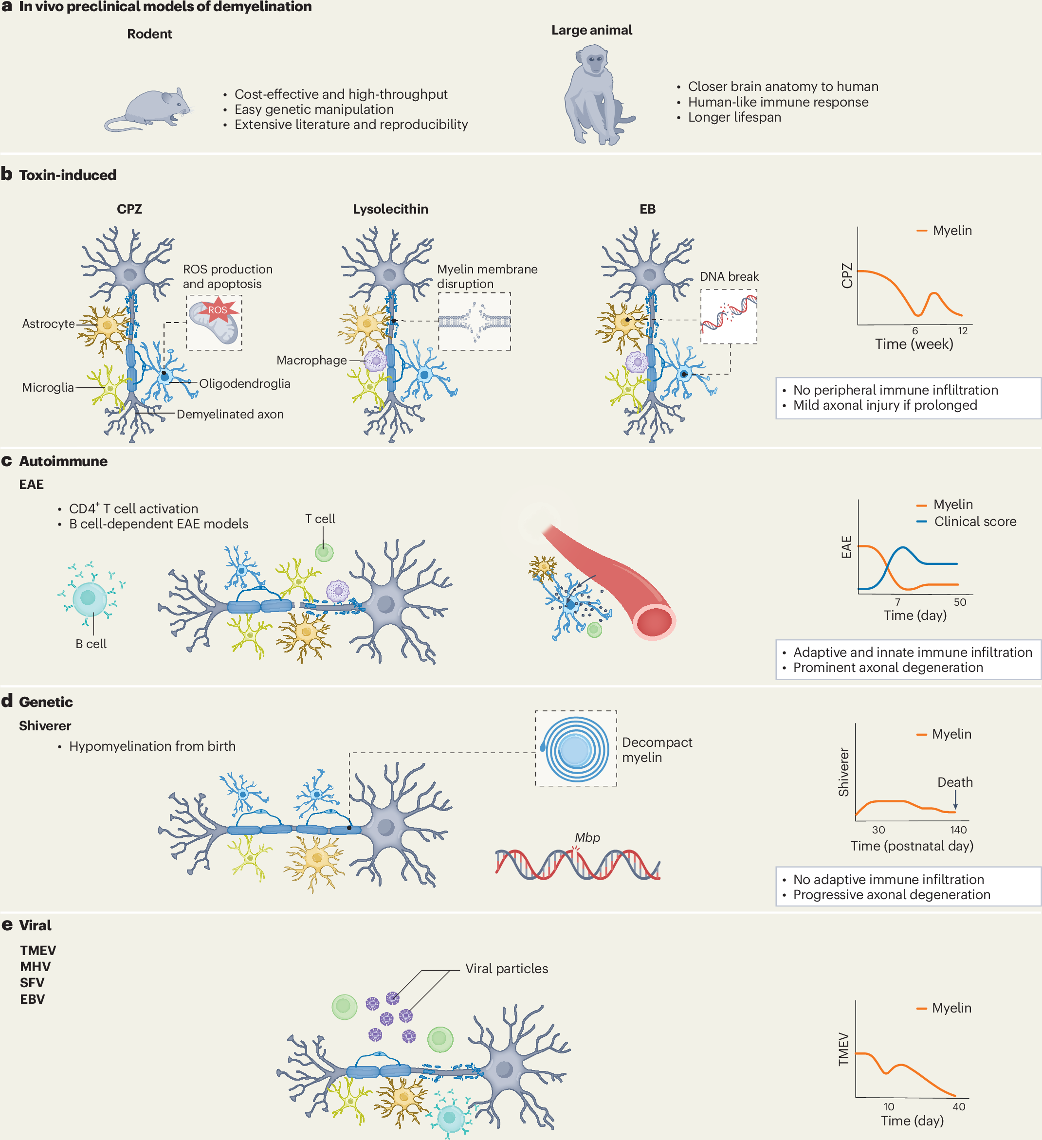 bpc-157 cuprizone demyelination model Oligodendrocyte death and myelin loss in the model: an updated overview of the intrinsic and extrinsic causes of cuprizone ADAM10 suppresses demyelination and reduces