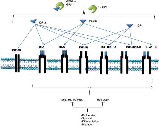 Revisiting the IGF-1R as a breast cancer target