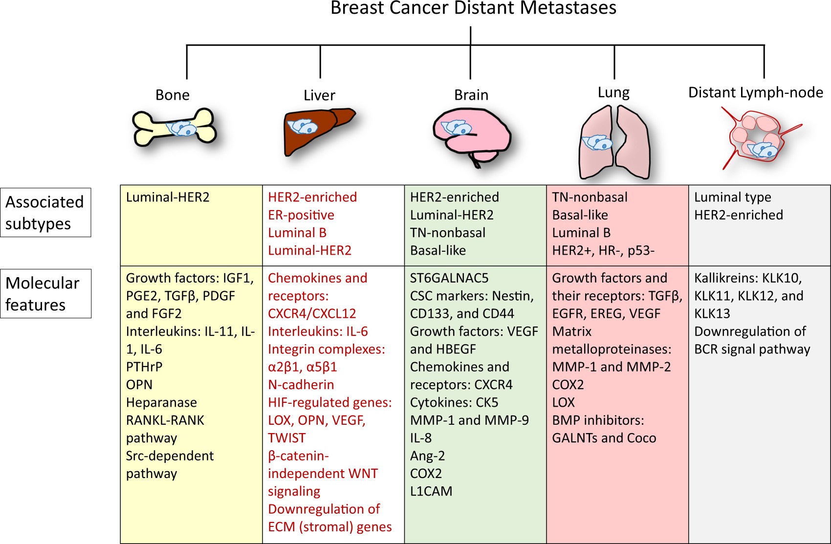 organotropism: new insights into molecular mechanisms of breast