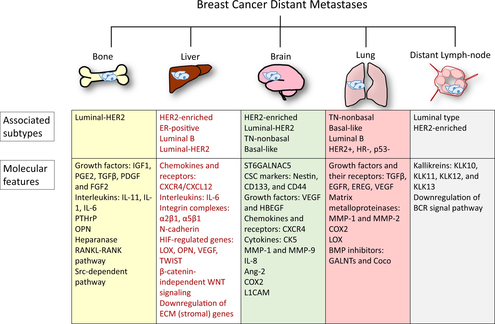 Organotropism: new insights into molecular mechanisms of breast