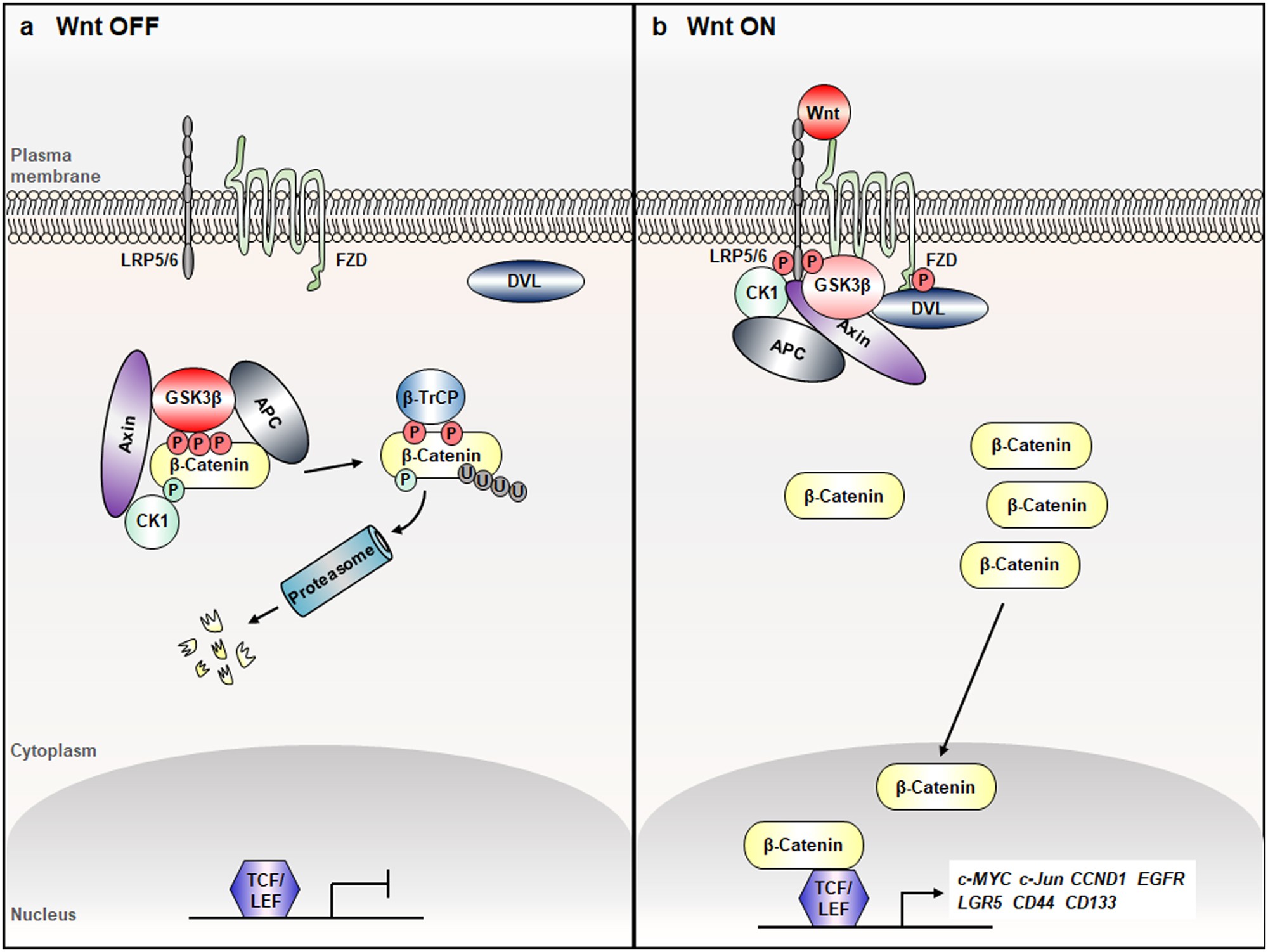 Interaction Between Wnt B Catenin And Ras Erk Pathways And An Anti Cancer Strategy Via Degradations Of B Catenin And Ras By Targeting The Wnt B Catenin Pathway Npj Precision Oncology