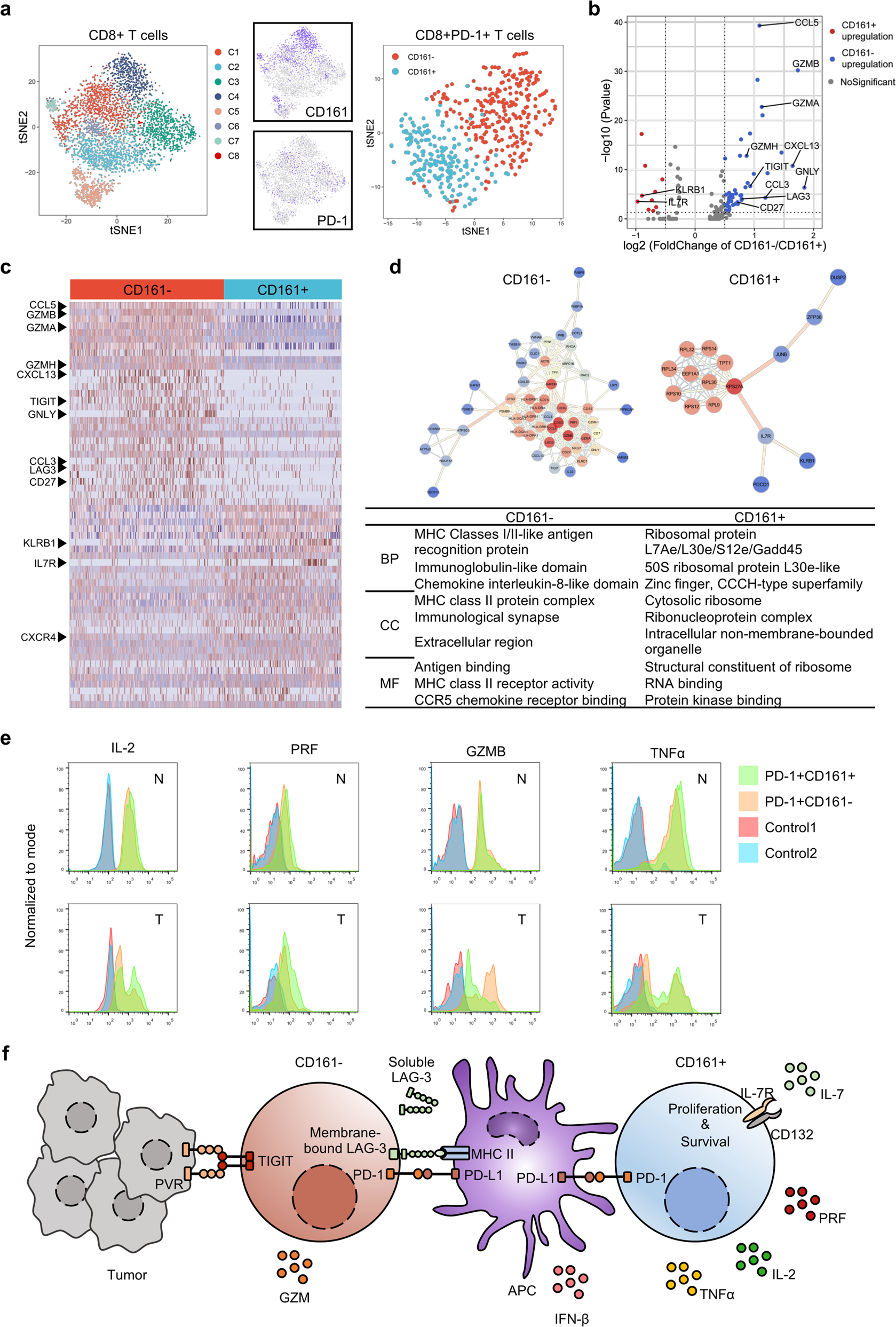 Fig. 3: CD161+ T cell subsets have stronger cytotoxicity and proliferative capacity.