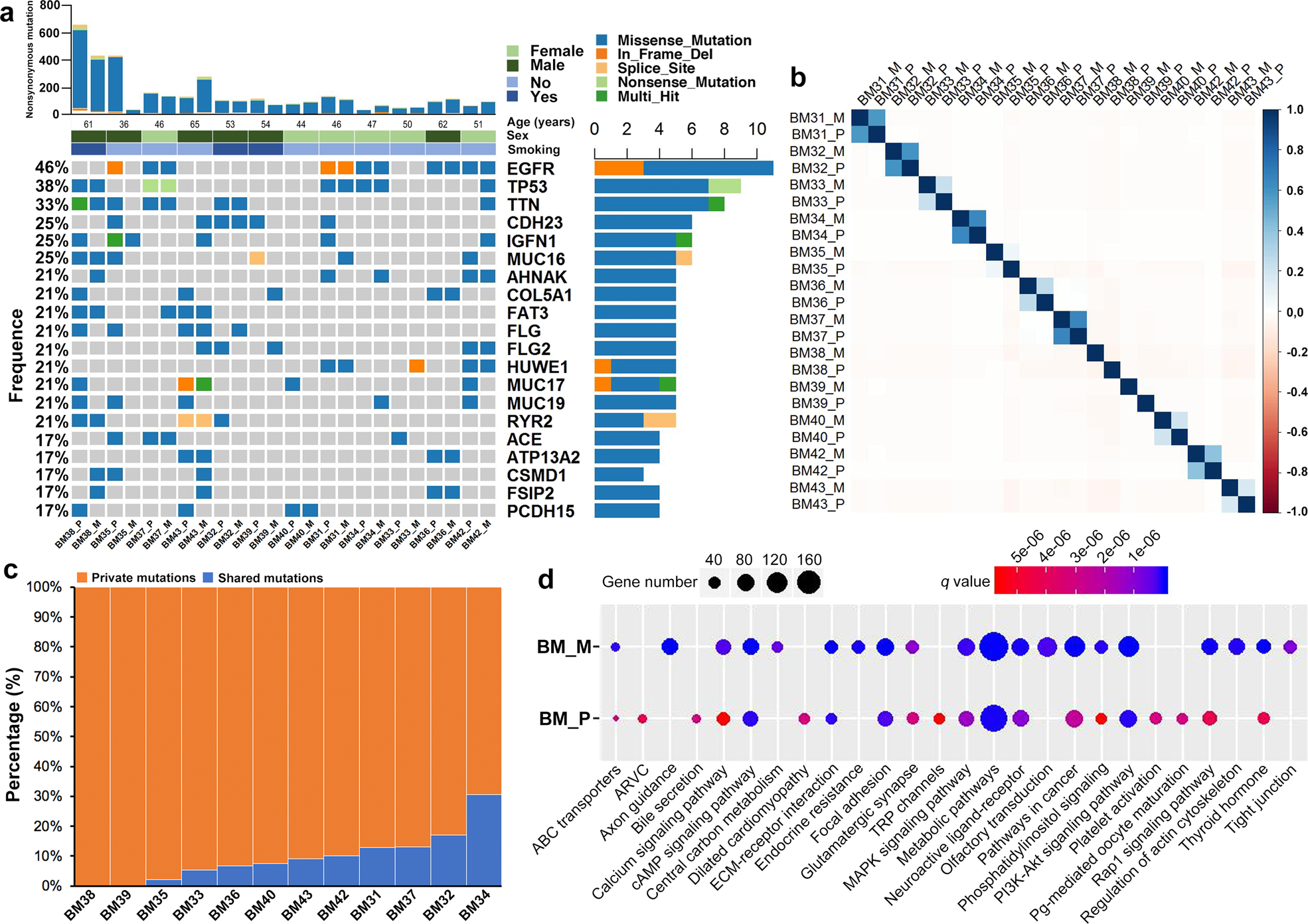 Fig. 2: Overview of mutational landscape.