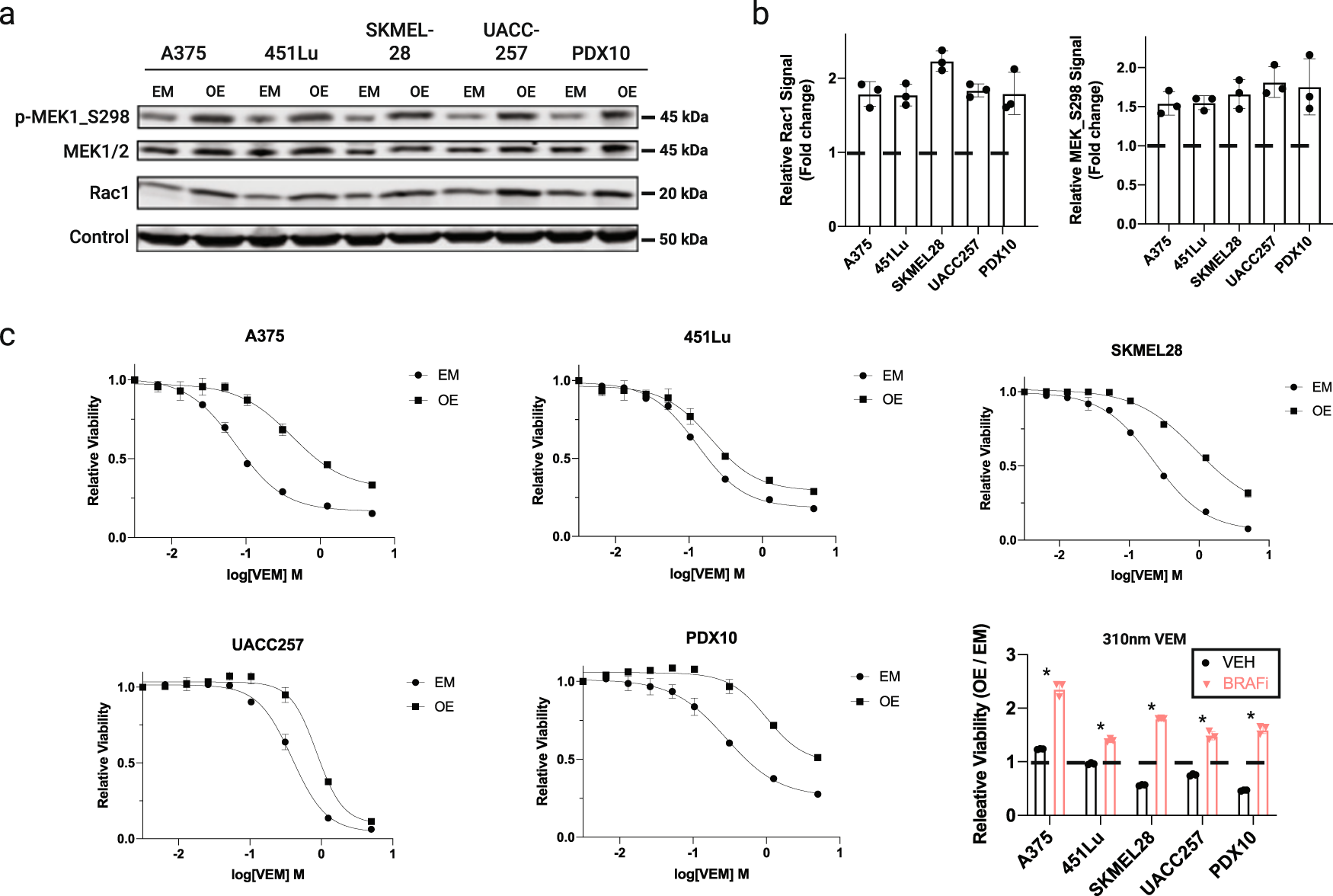 Fig. 2: RAC1P29S affects the growth of cutaneous melanoma cells in standard conditions or during BRAFi.