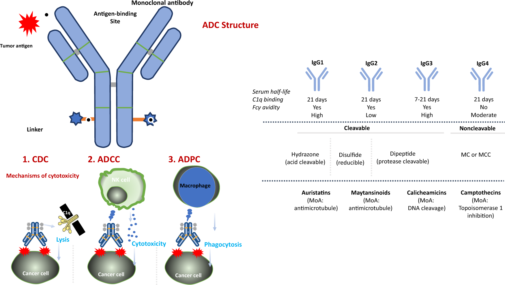 Antibody-drug conjugates in lung cancer: dawn of a new era? | npj Precision  Oncology